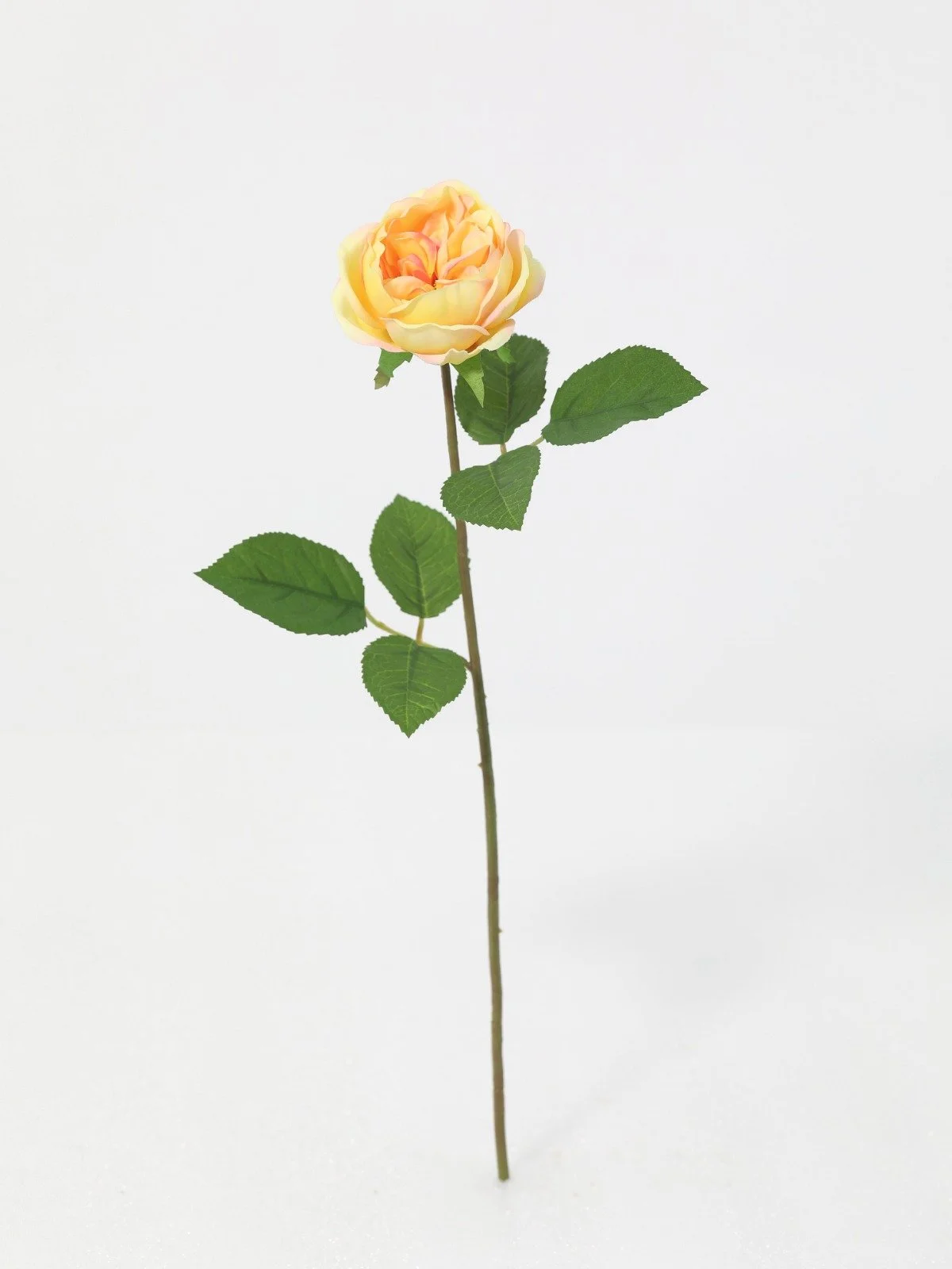 WhatsApp Image 2026-01-30 at 08.48.56 (2).jpeg