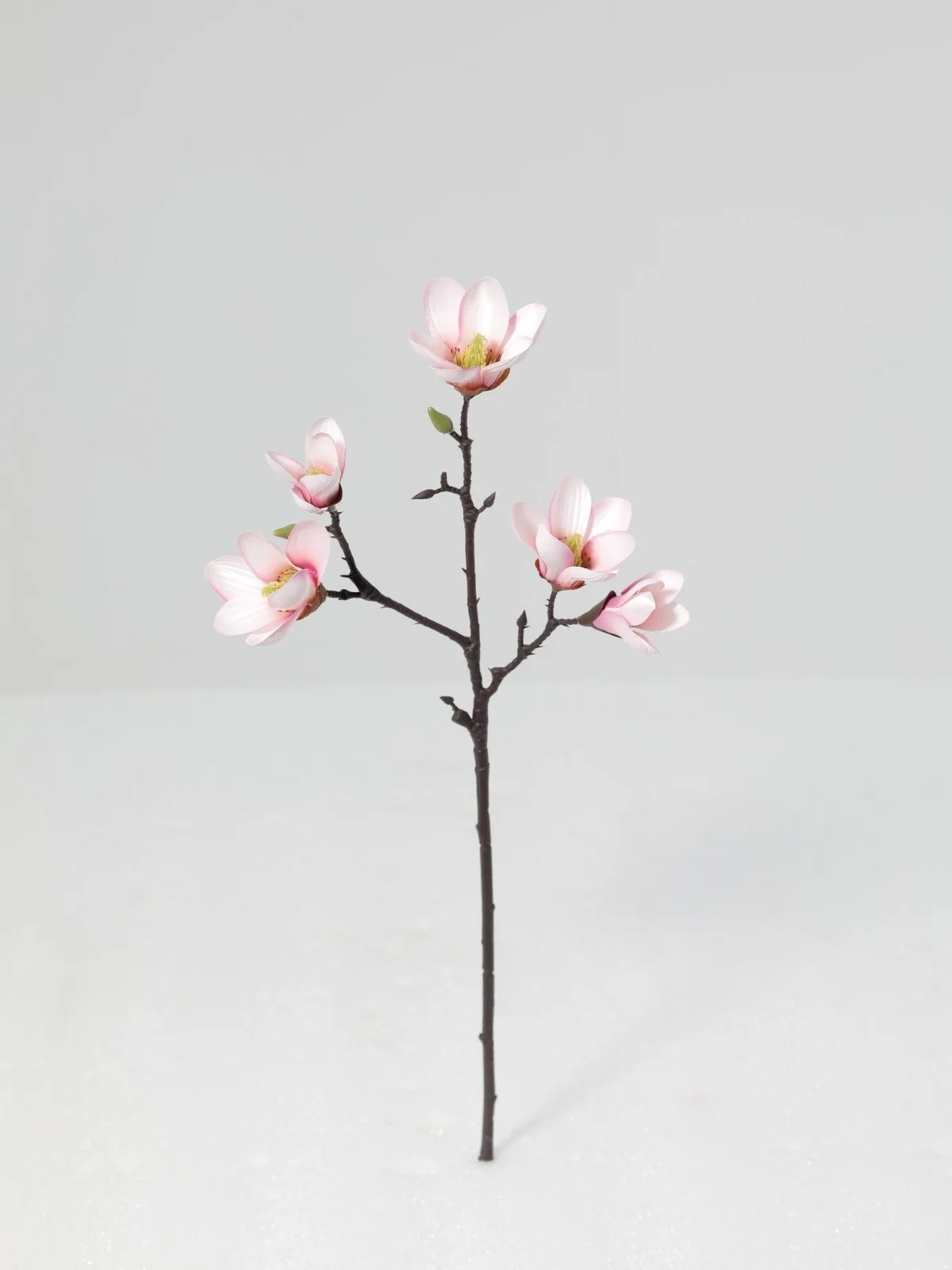 WhatsApp Image 2026-01-30 at 08.50.27.jpeg