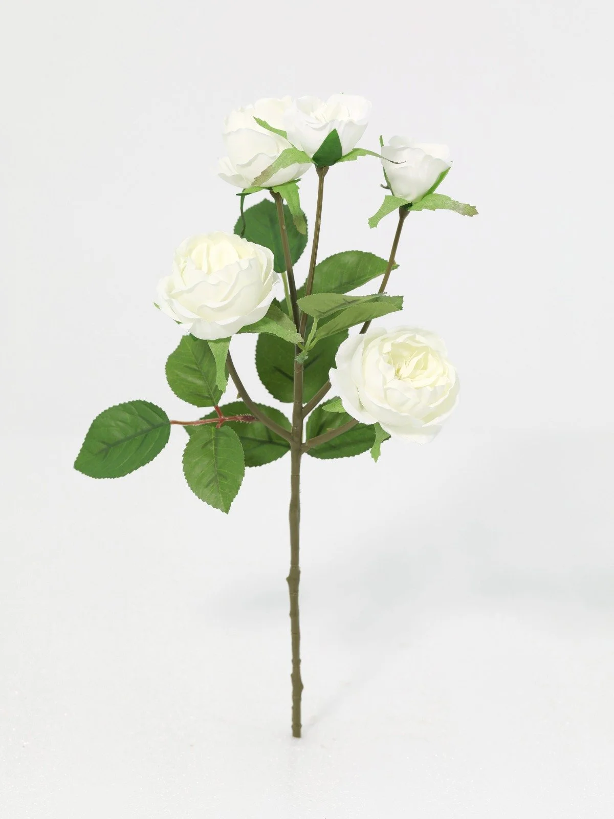 WhatsApp Image 2026-01-30 at 08.48.55.jpeg