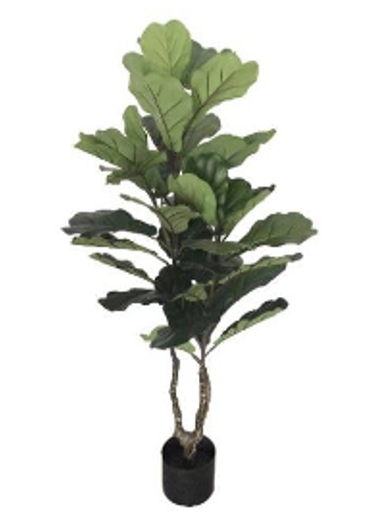 Fiddle Tree 36 inch