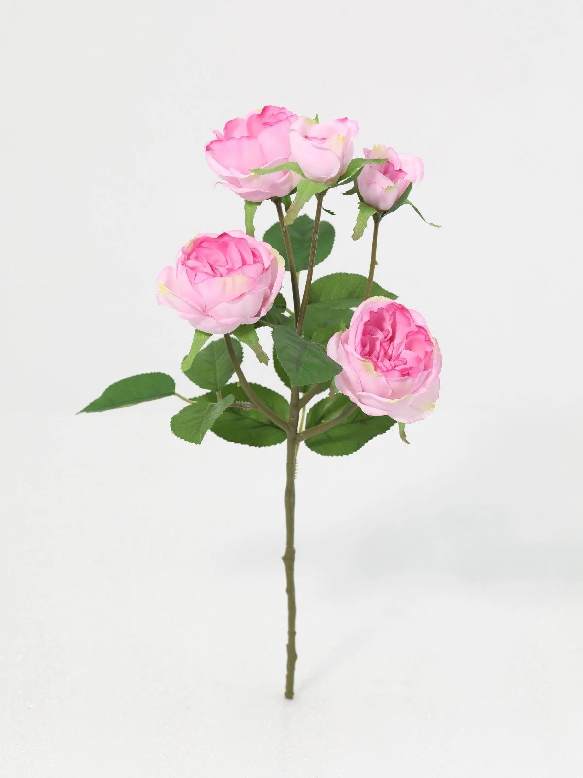 WhatsApp Image 2026-01-30 at 08.49.03 (5).jpeg