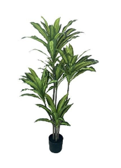 Dracaena Tree 60 inch