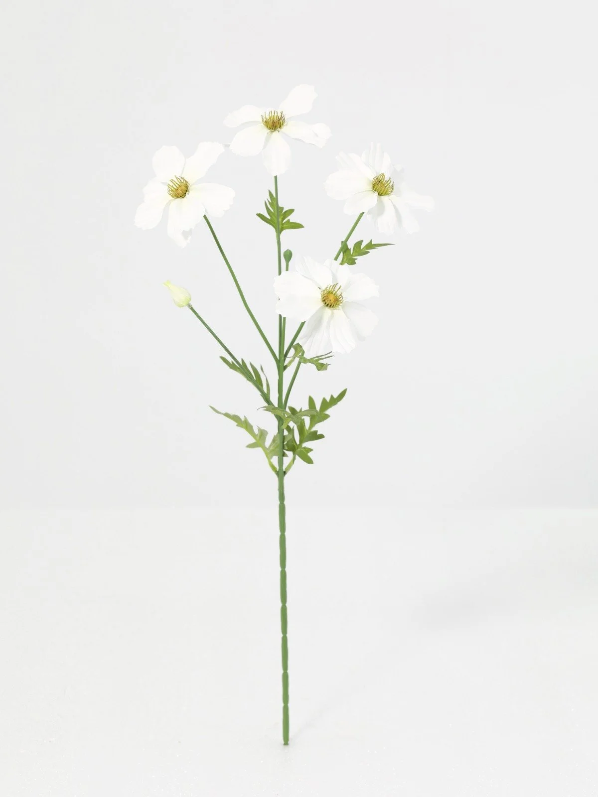 WhatsApp Image 2026-01-30 at 08.49.12 (11).jpeg