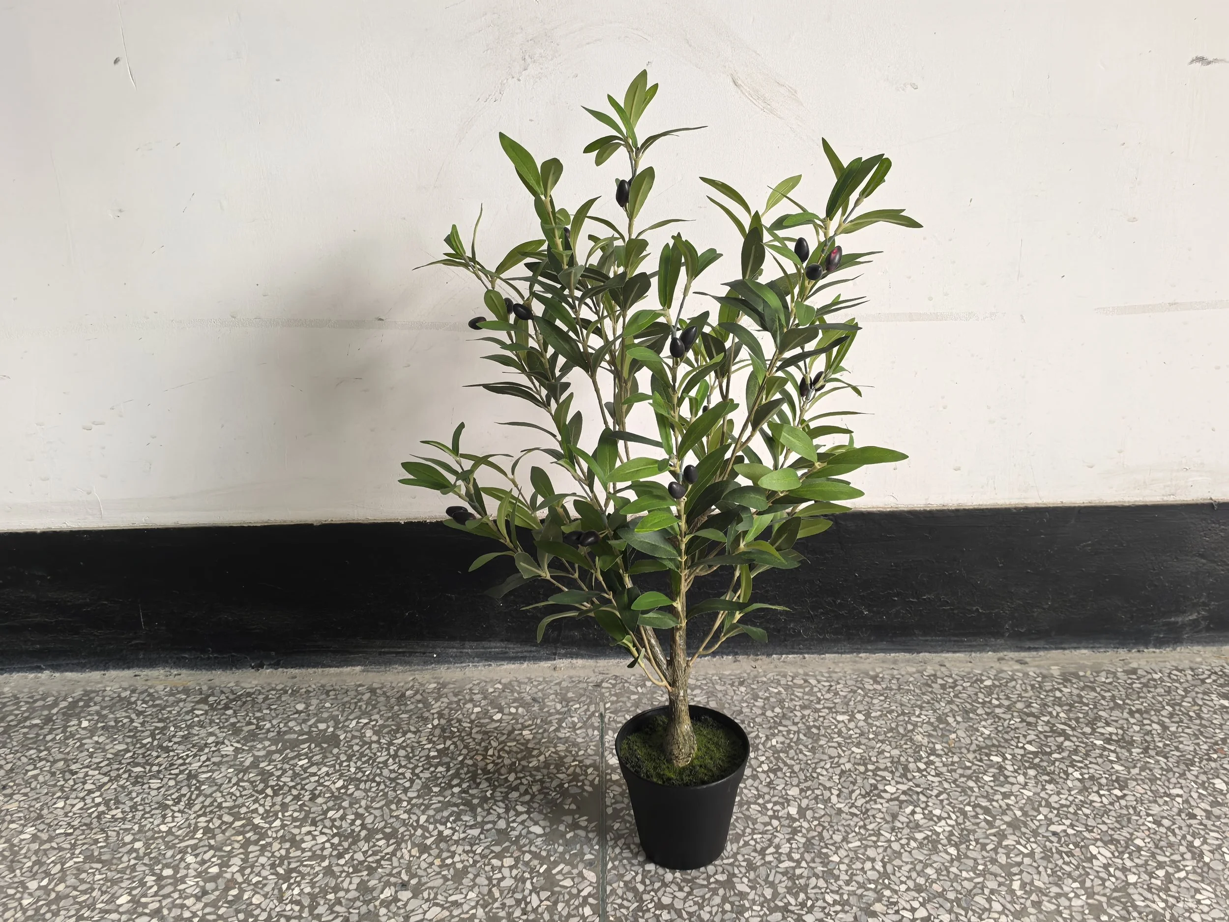 Table Top Olive Tree