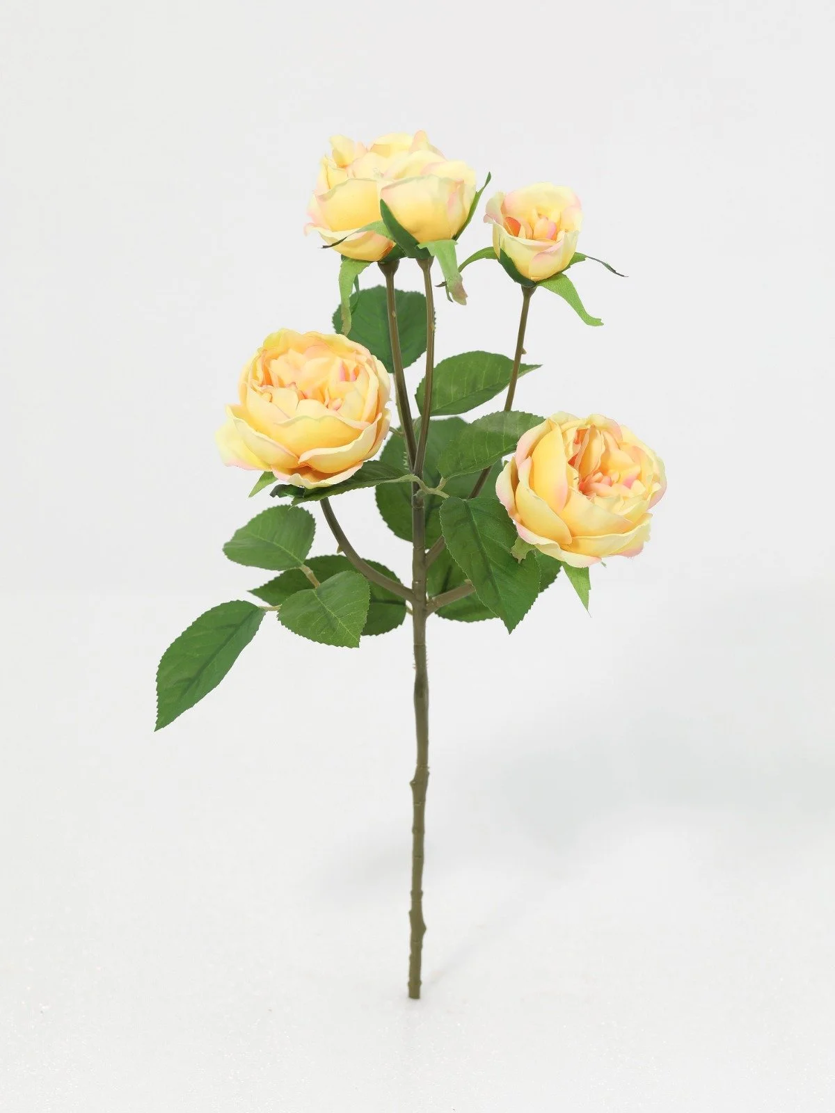 WhatsApp Image 2026-01-30 at 08.49.03 (3).jpeg