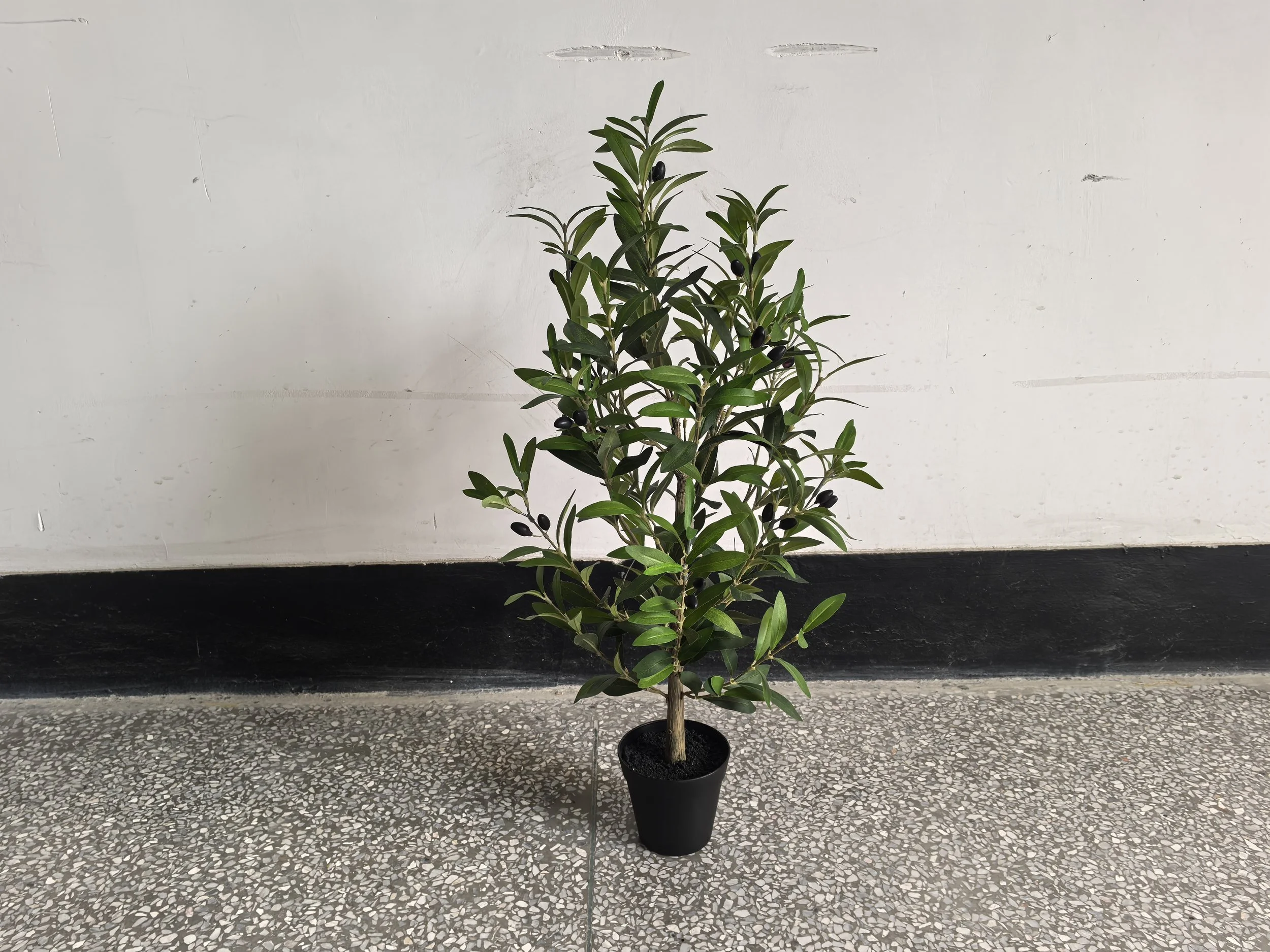 Mini Olive Tree
