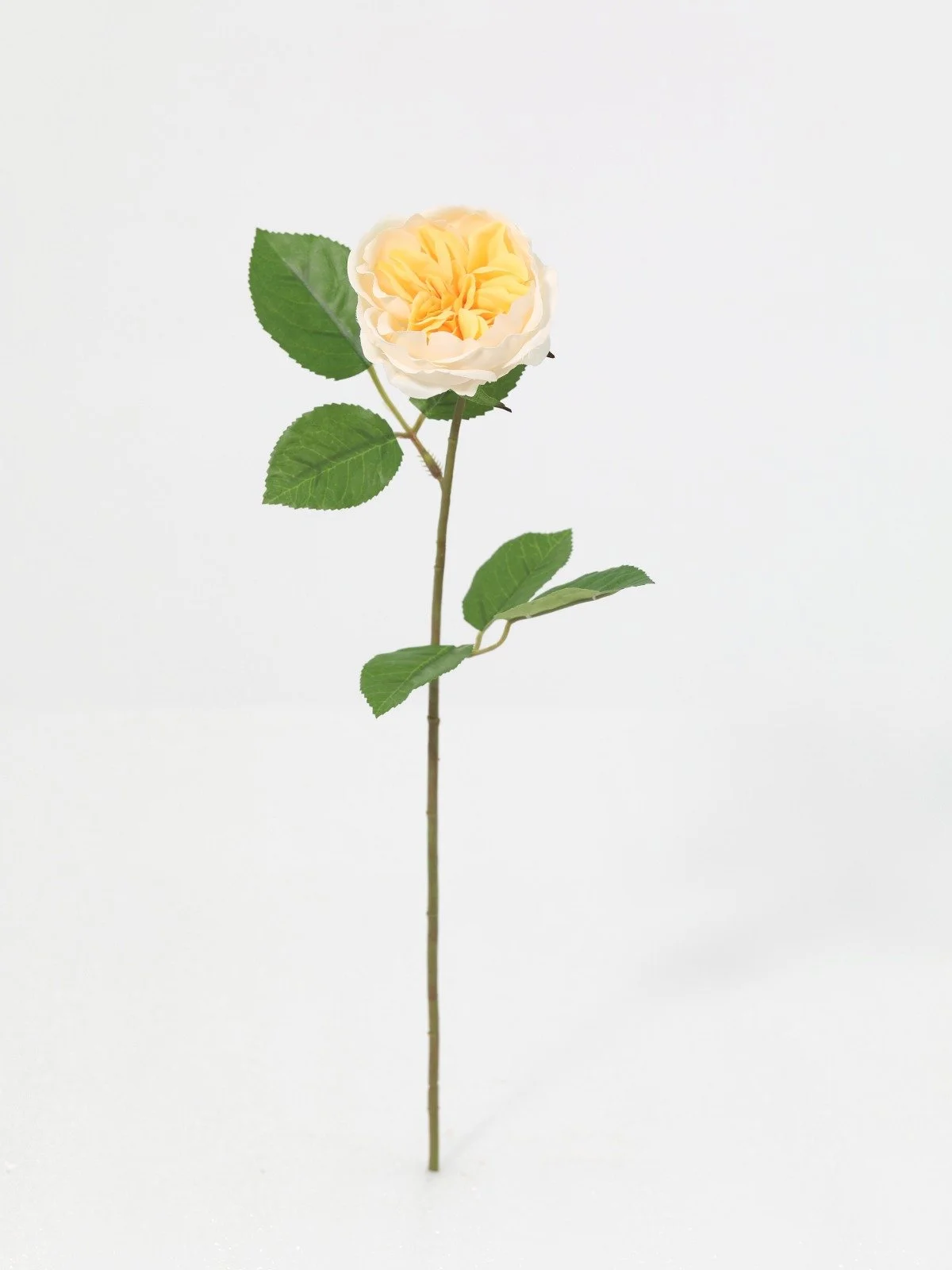 WhatsApp Image 2026-01-30 at 08.49.03.jpeg