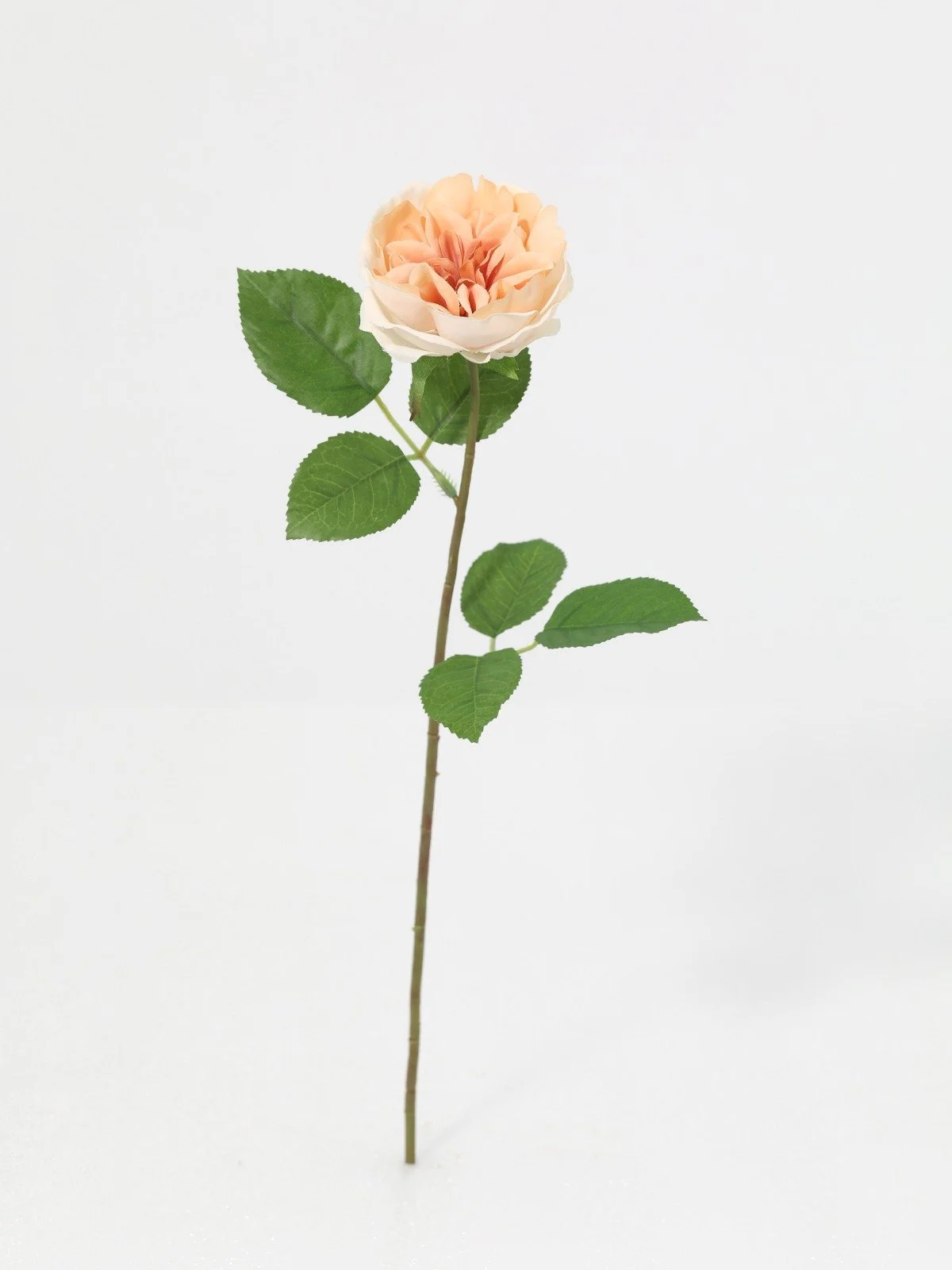 WhatsApp Image 2026-01-30 at 08.49.02.jpeg