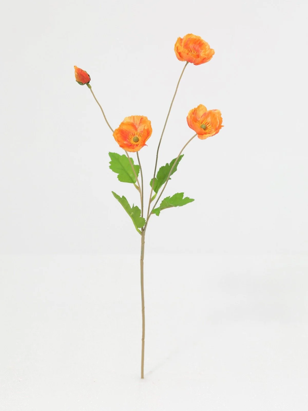 WhatsApp Image 2026-01-30 at 08.46.22 (2).jpeg