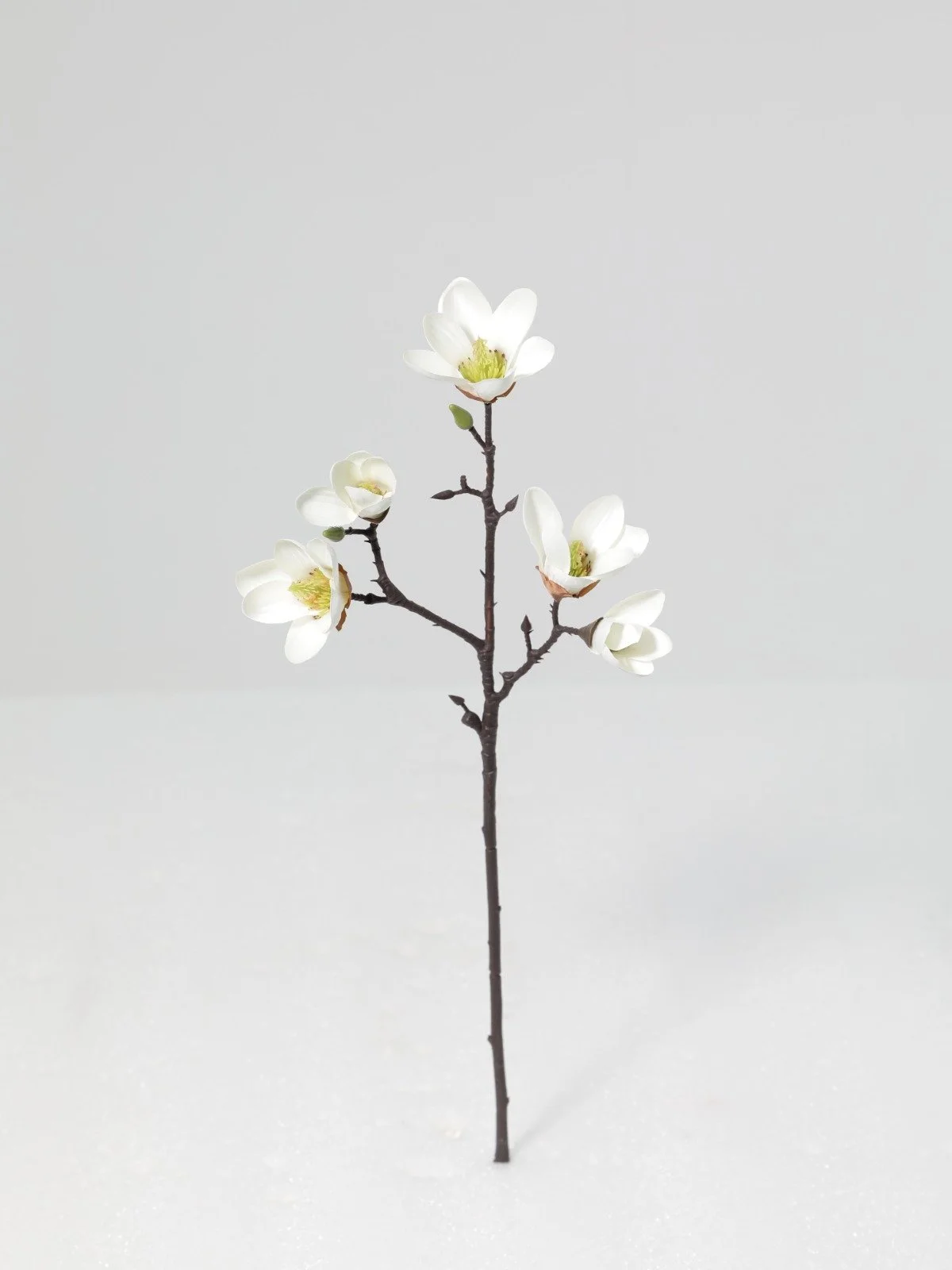 WhatsApp Image 2026-01-30 at 08.50.26.jpeg