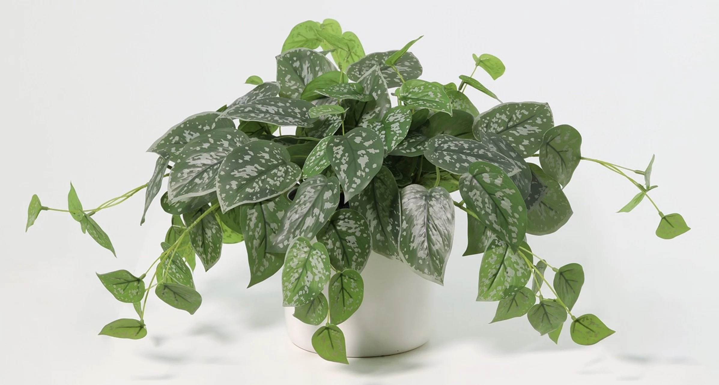 A potted variegated pothos plant with green and white leaves on a white background.