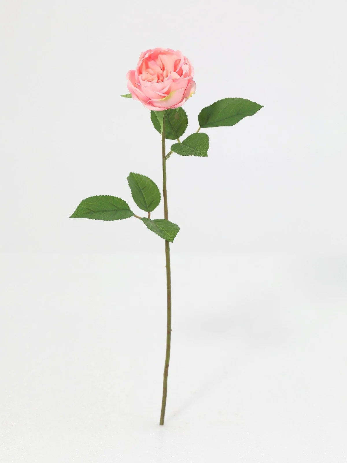 WhatsApp Image 2026-01-30 at 08.48.56.jpeg