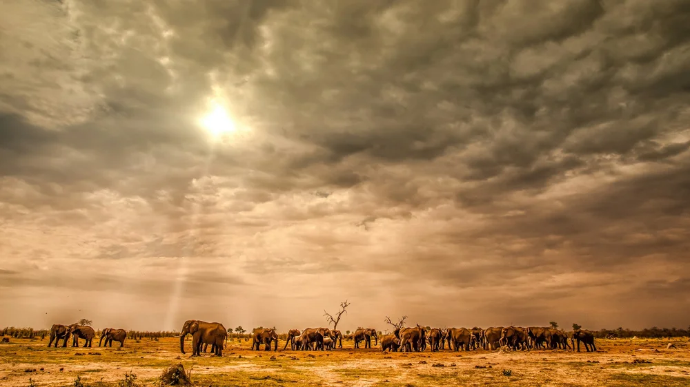 Herd of elephants grazing on the plains of Botswana on a yoga safari