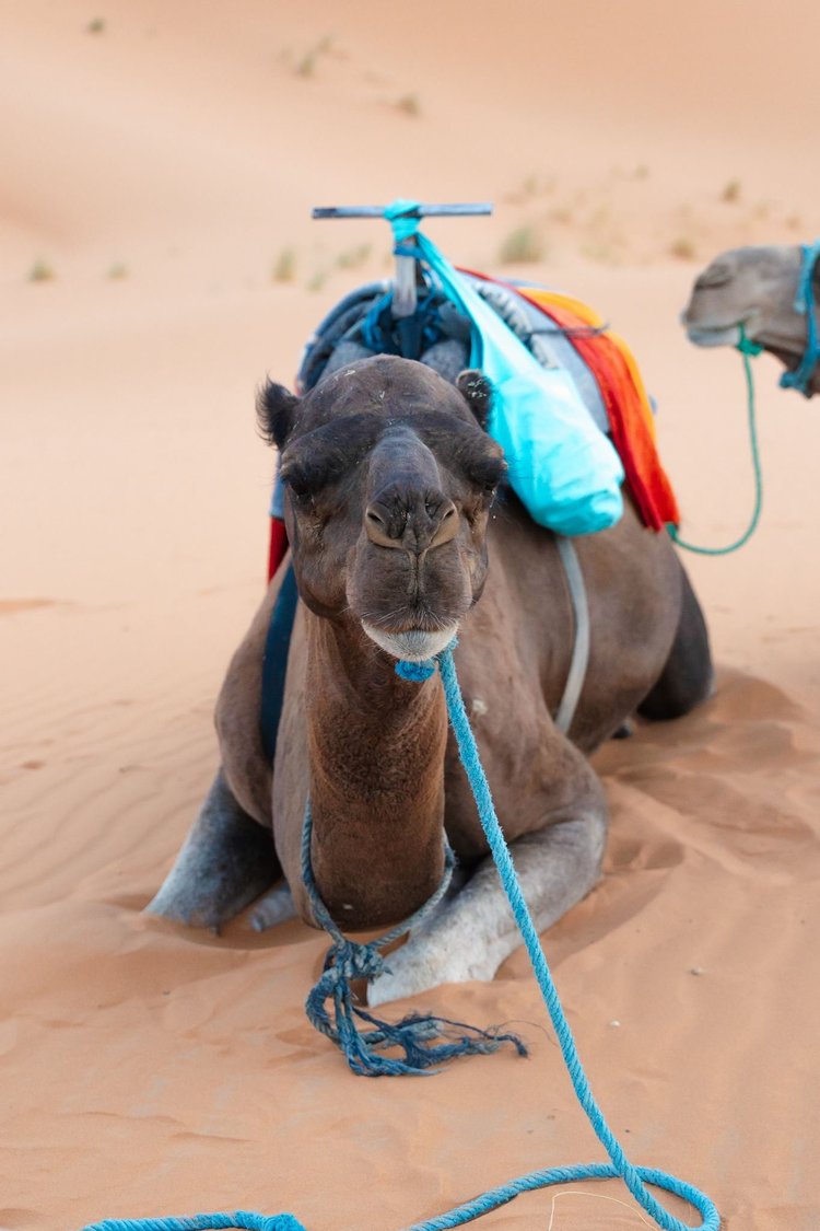 Camel resting on the sand