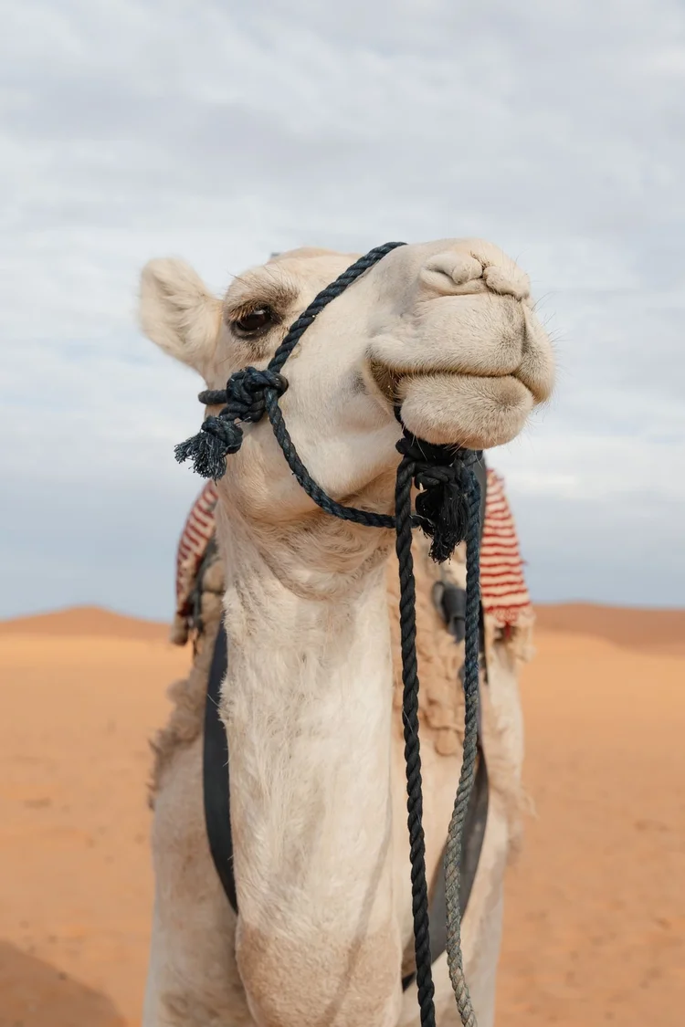 Camel close-up
