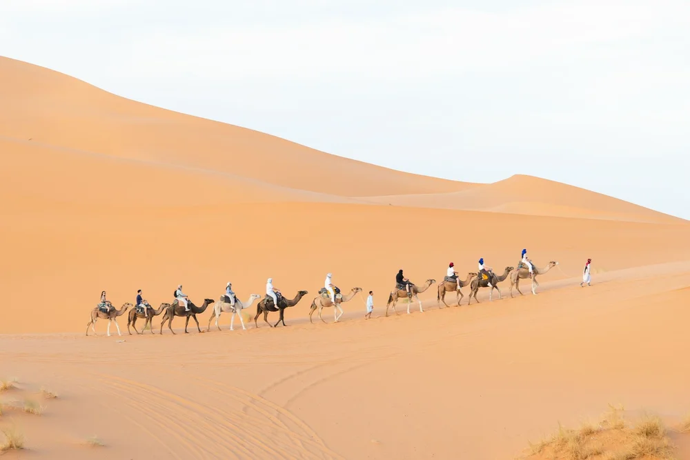 Camel caravan across the dunes