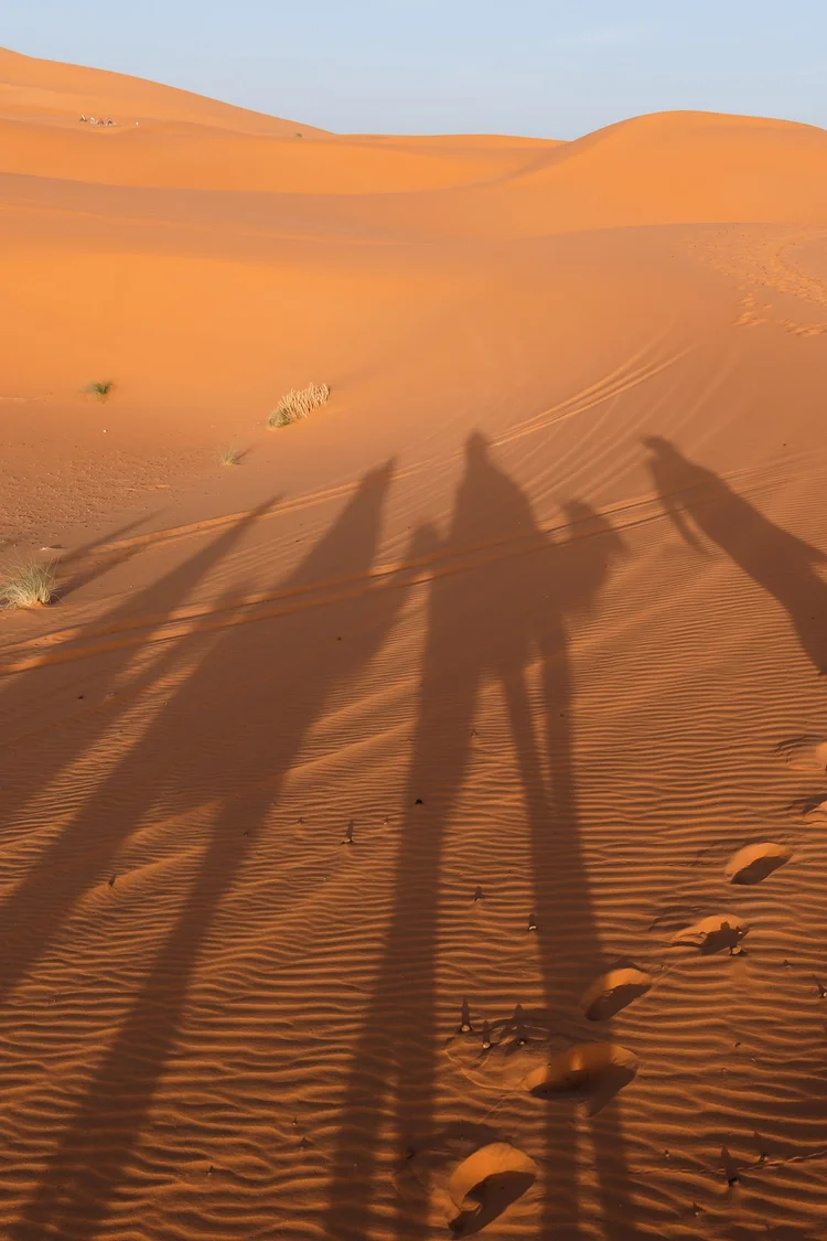 Camel shadows on the sand