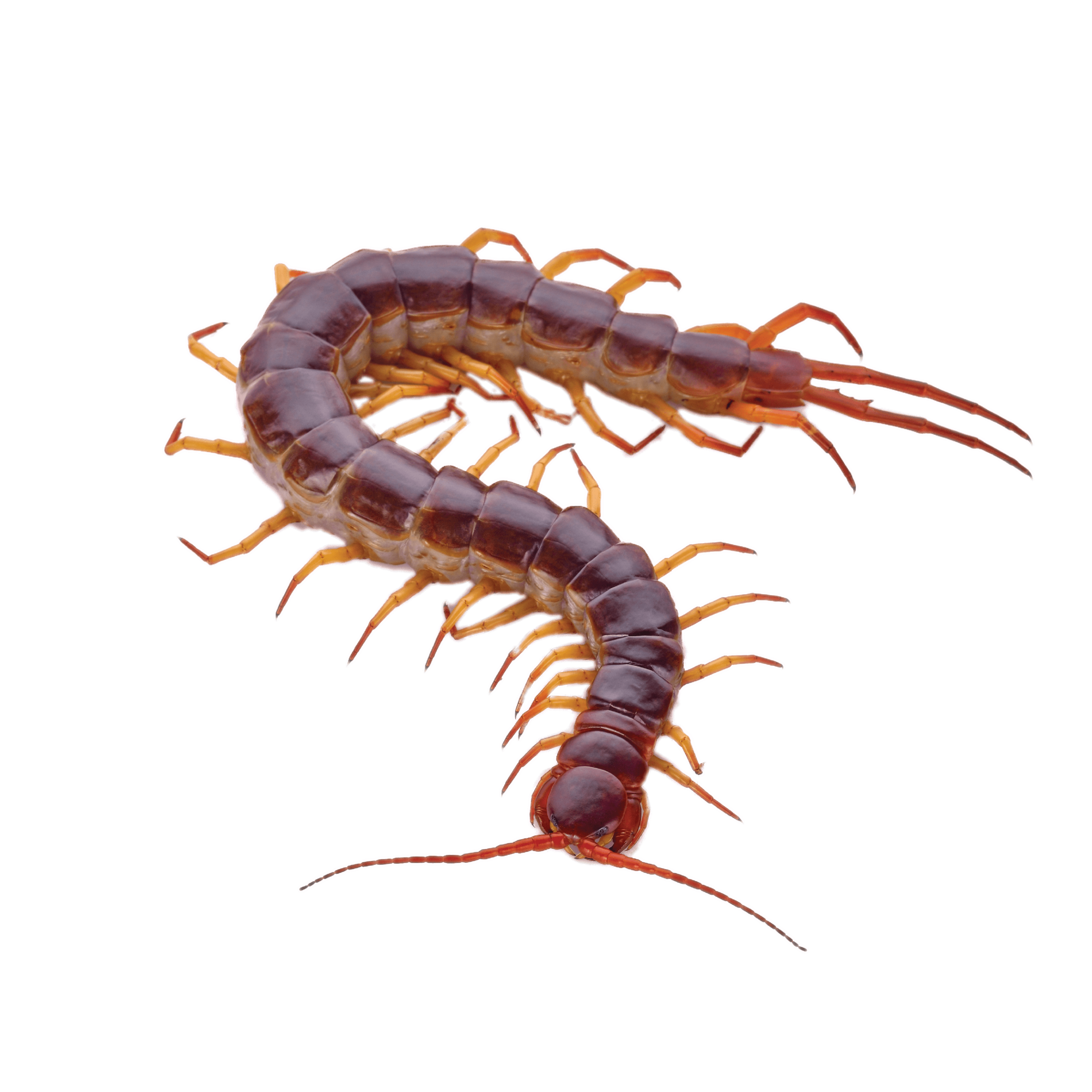 CircleIcon_Centipede.png