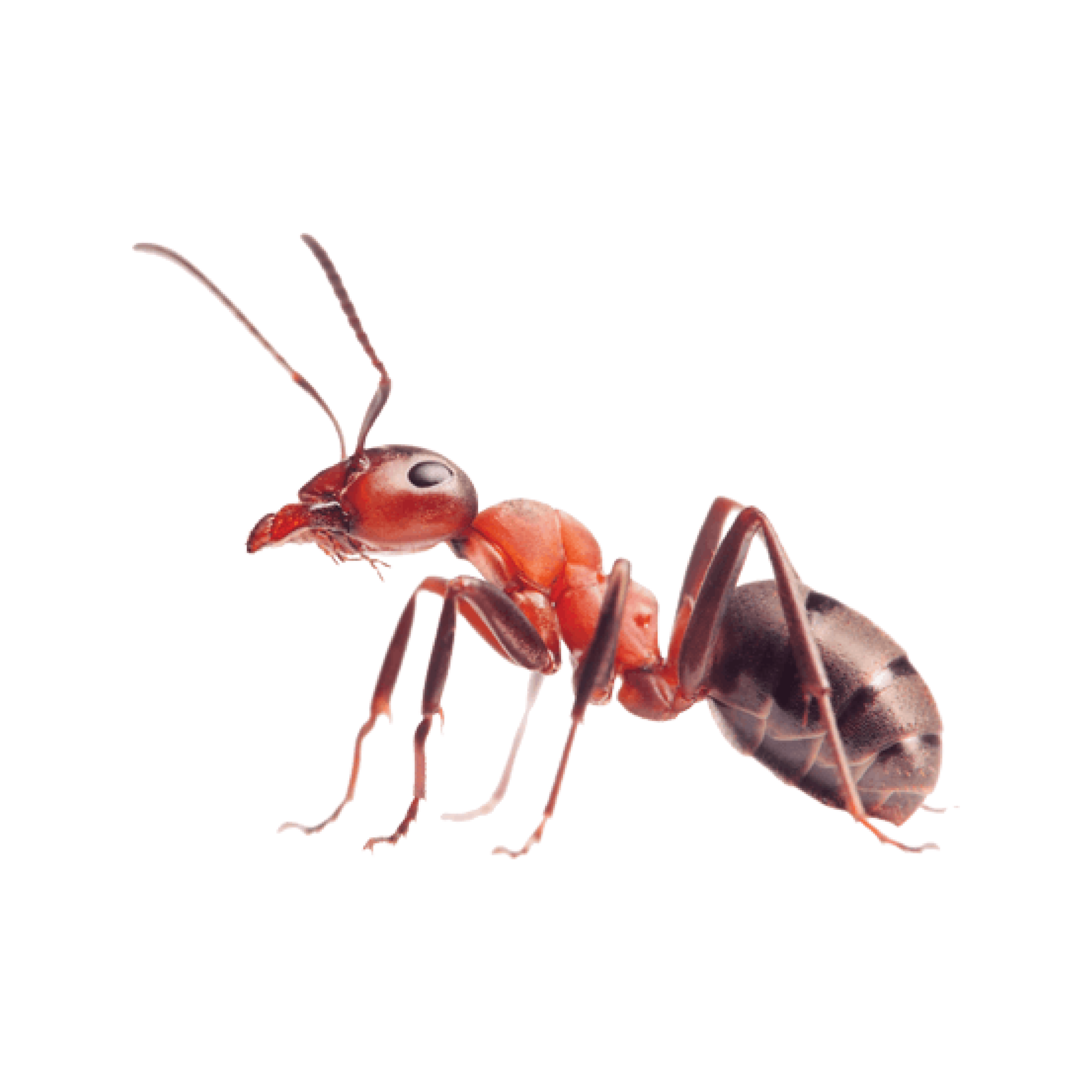 CircleIcon_Ant.png