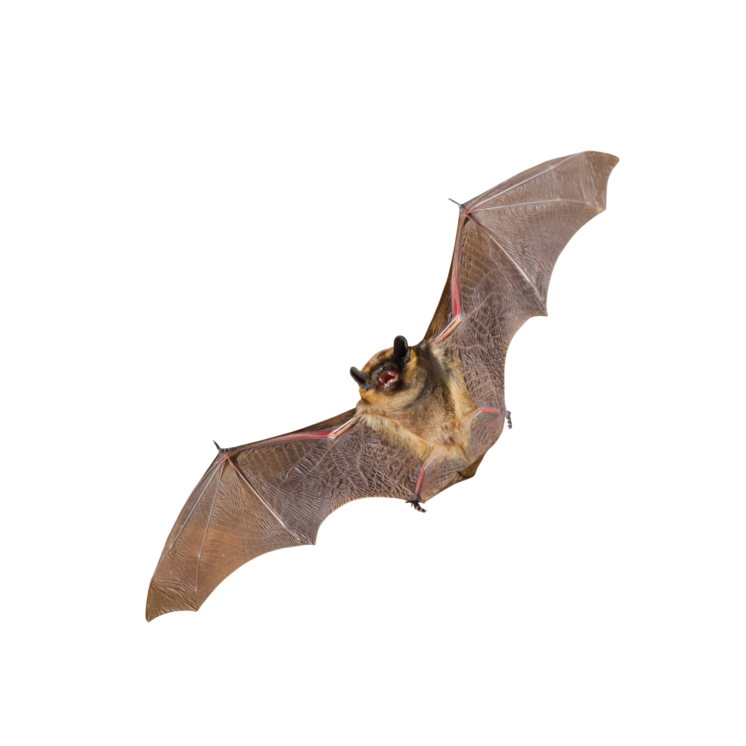 CircleIcon_Bat.png