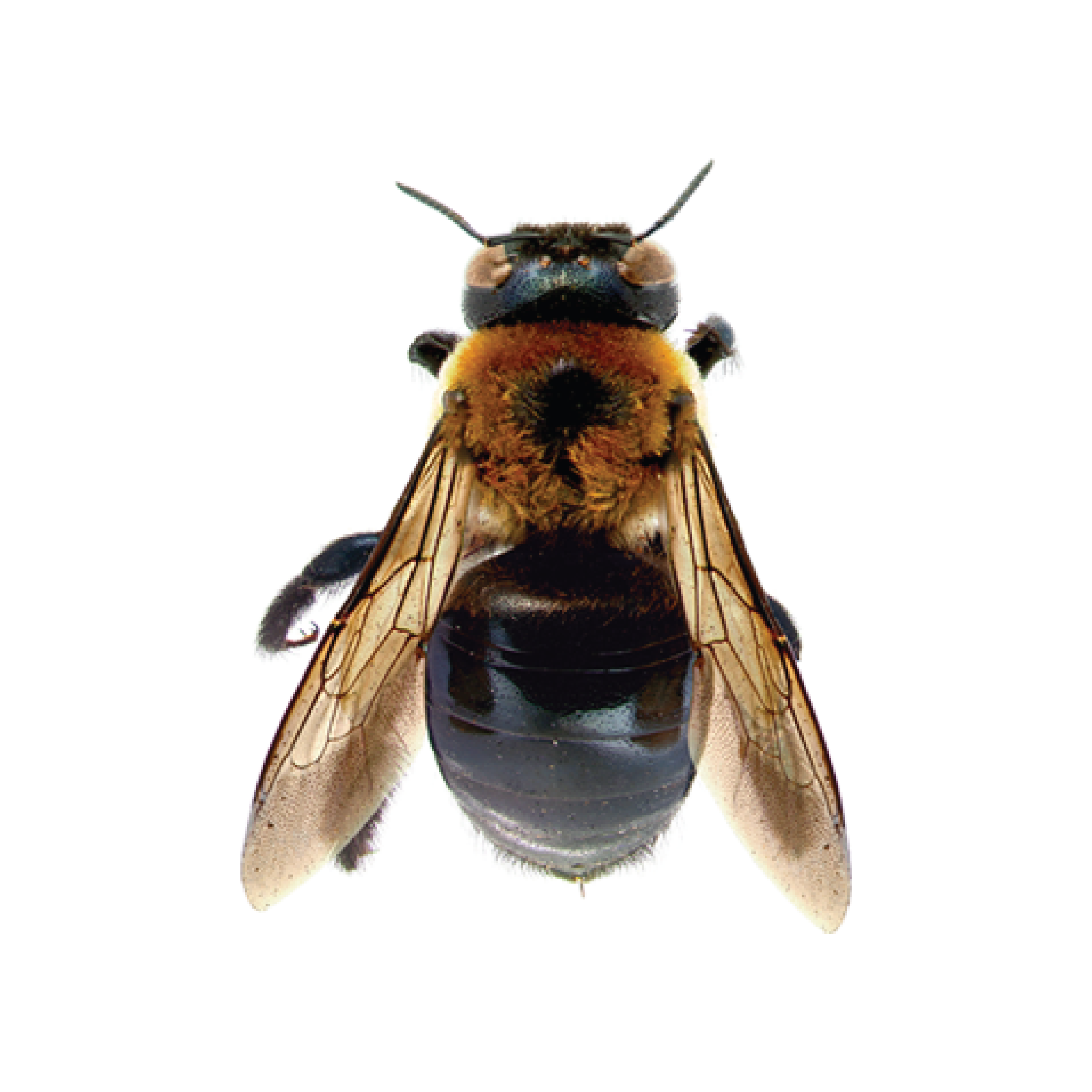 CircleIcon_Carpender Bee.png