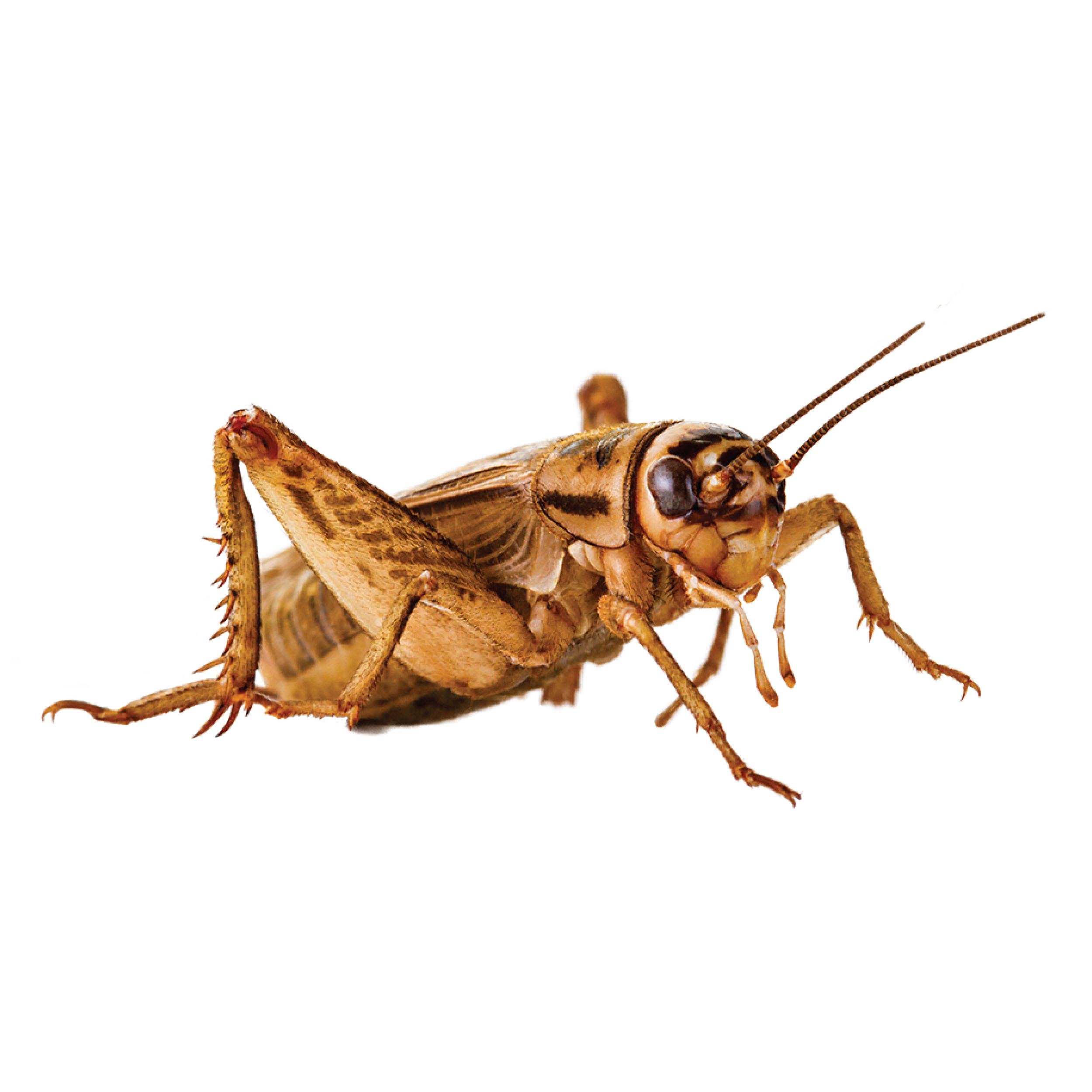 CircleIcon_Cricket.png