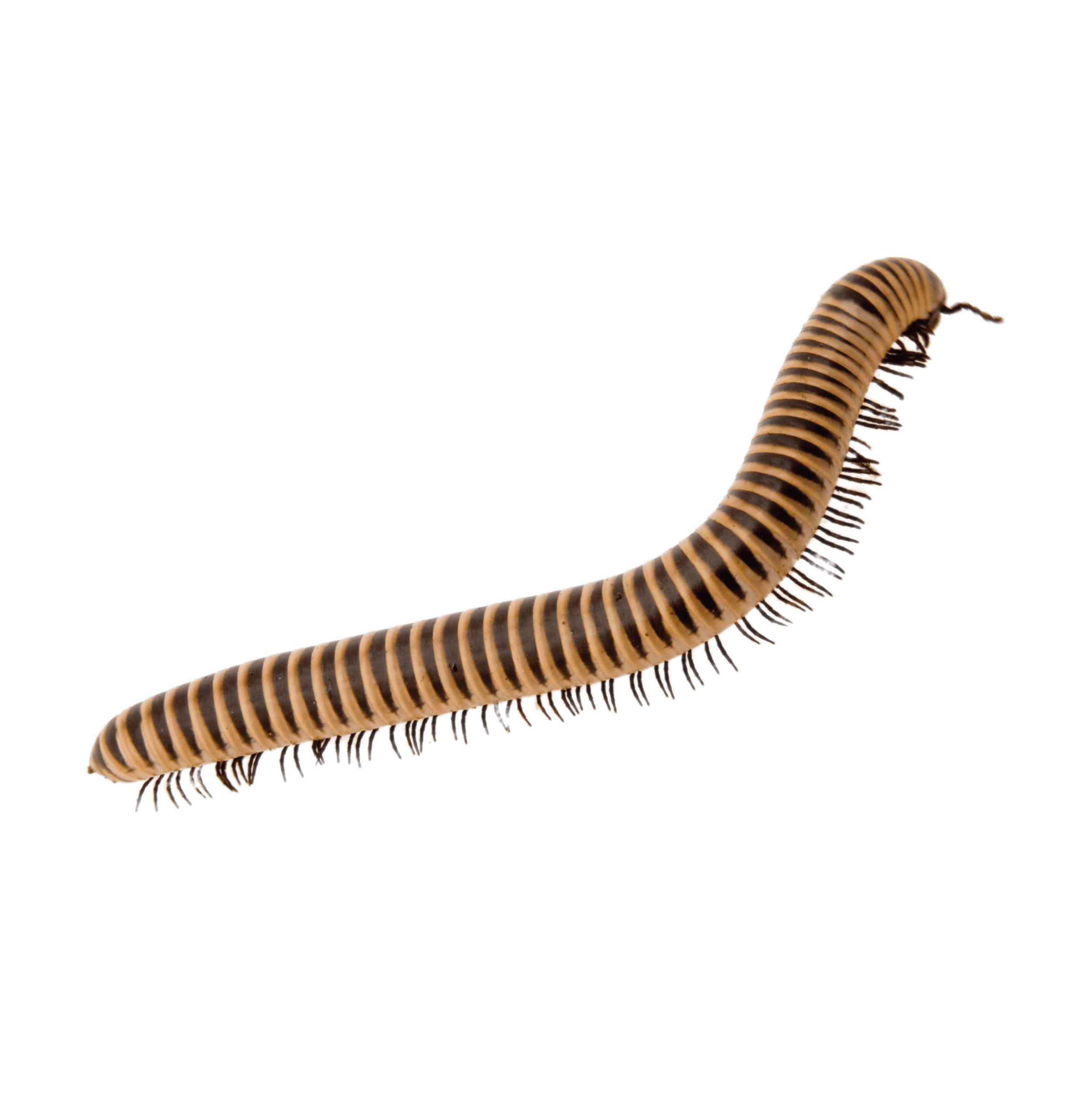 CircleIcon_Millipede.png