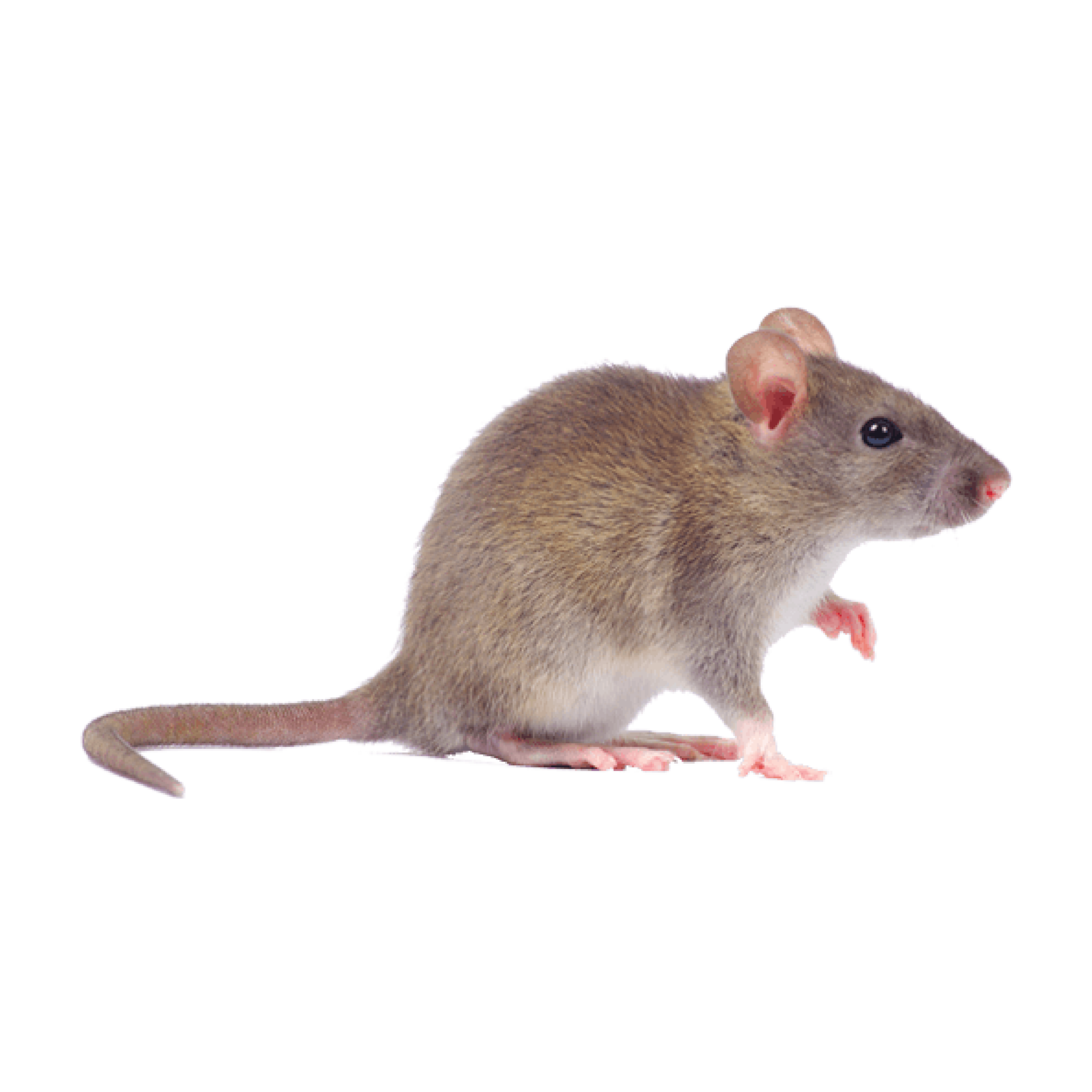 CircleIcon_Mouse.png