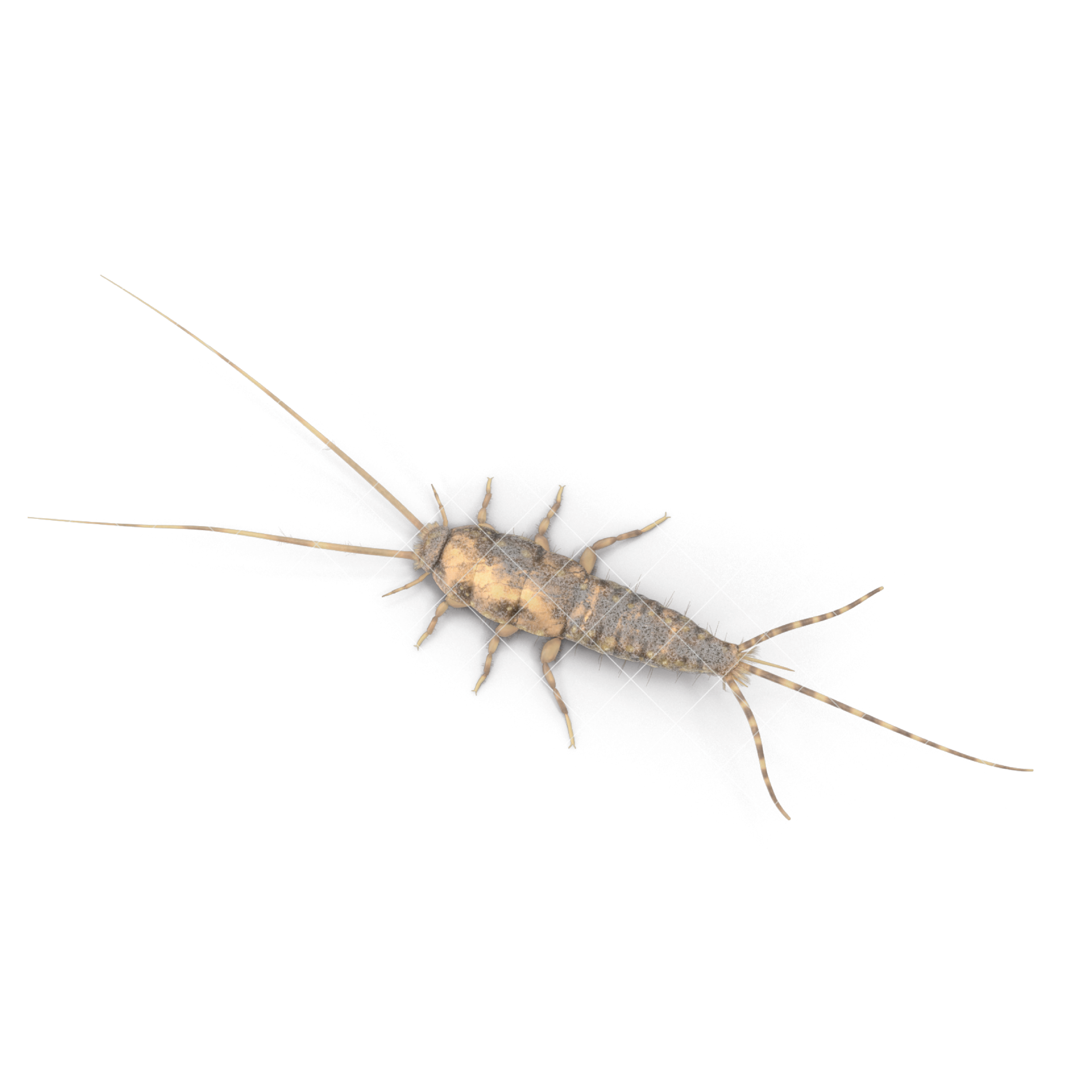 CircleIcon_Silverfish.png