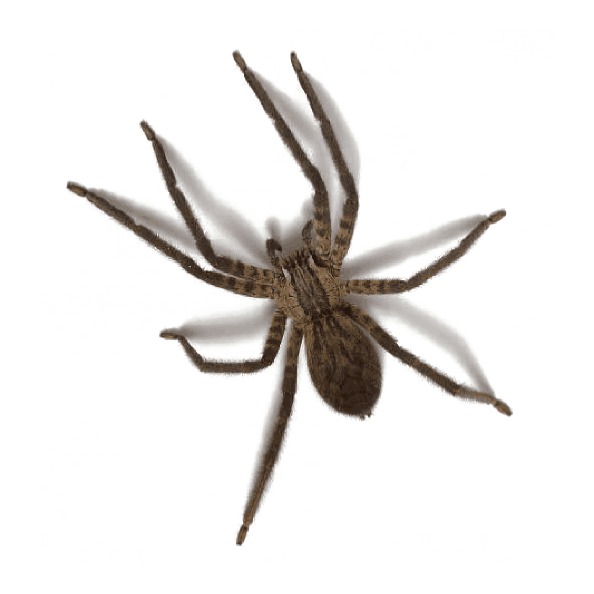 CircleIcon_Spider.png