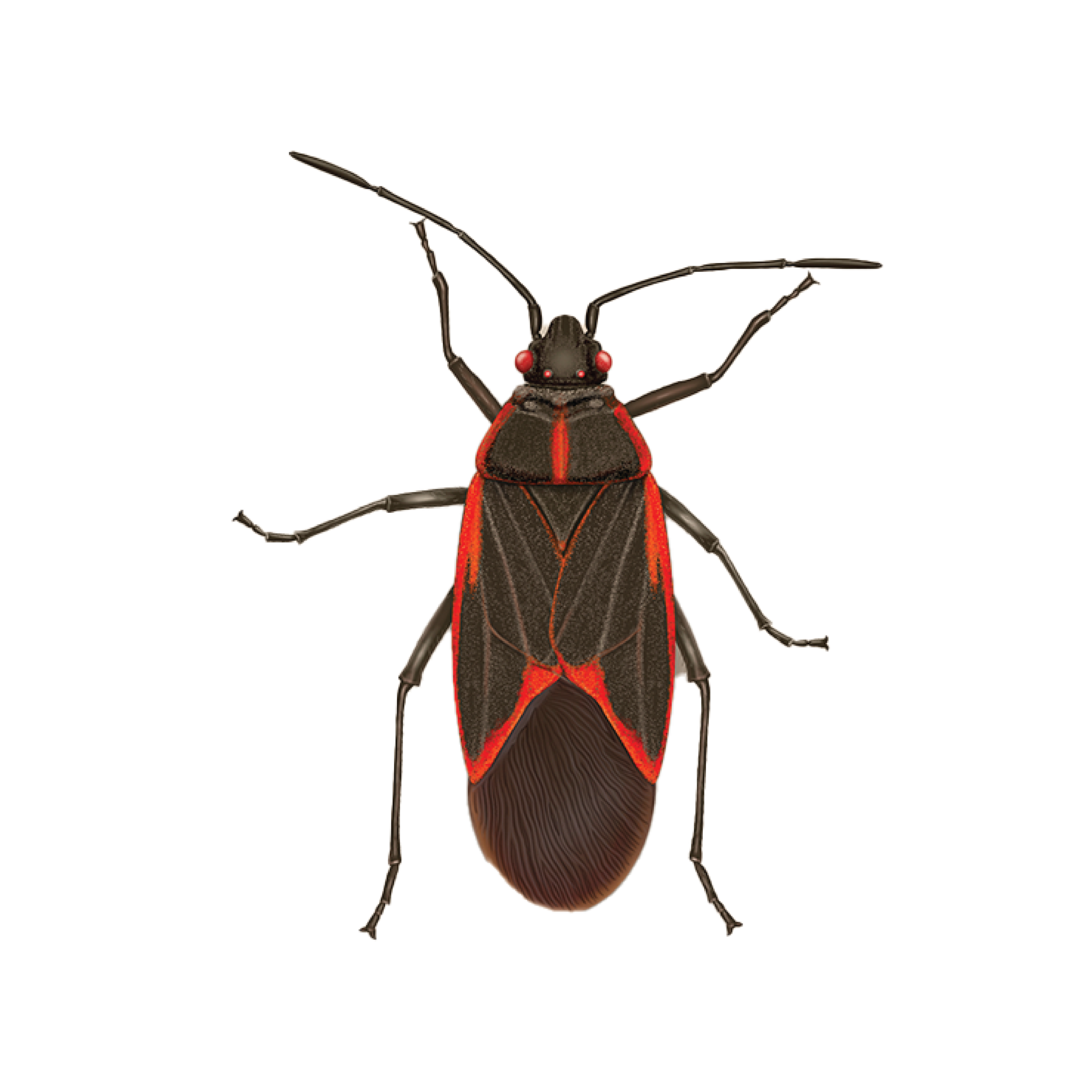 CircleIcon_Stinkbug.png