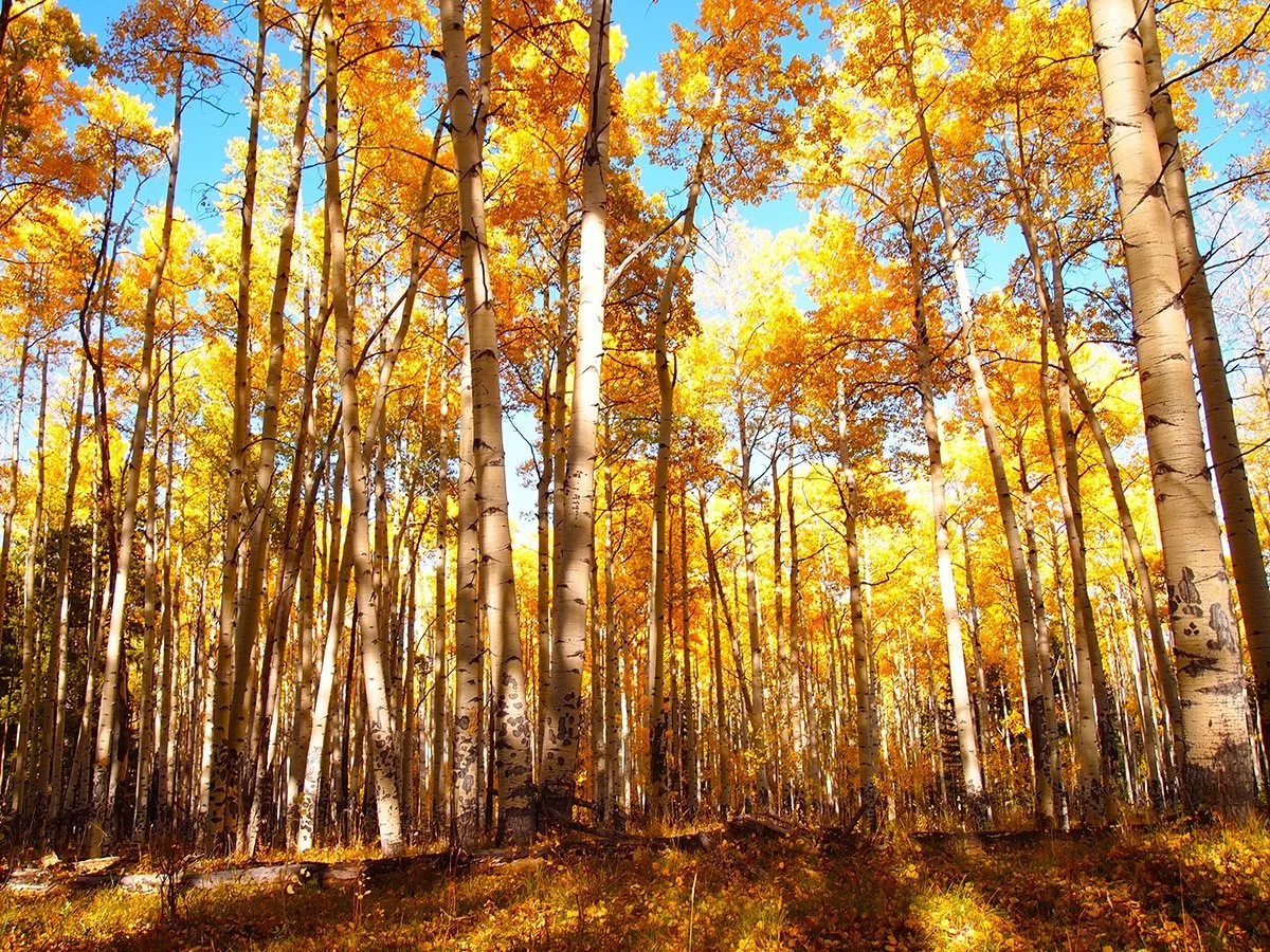 CO Aspens.jpeg
