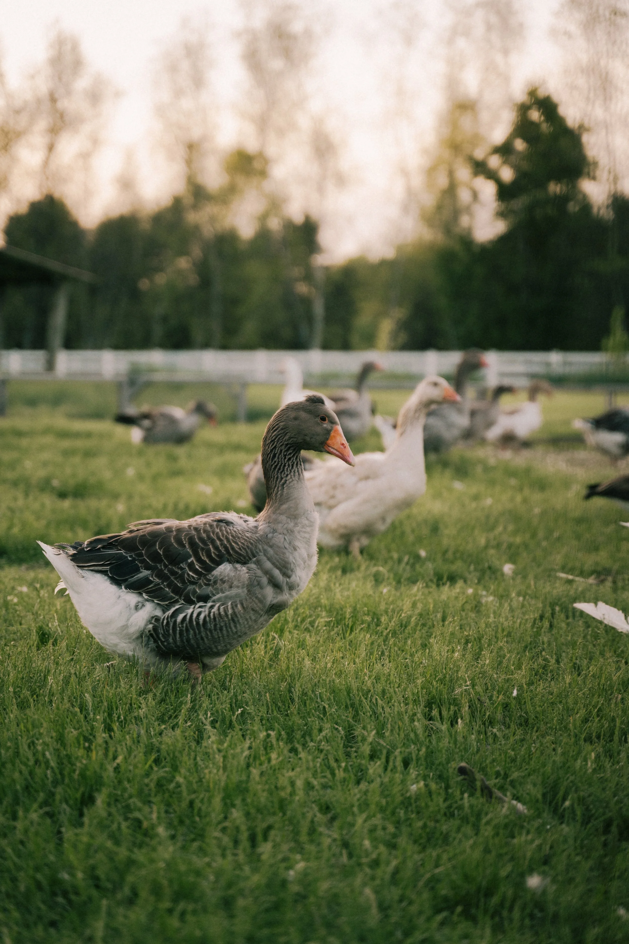 240520_GDO (422).jpg