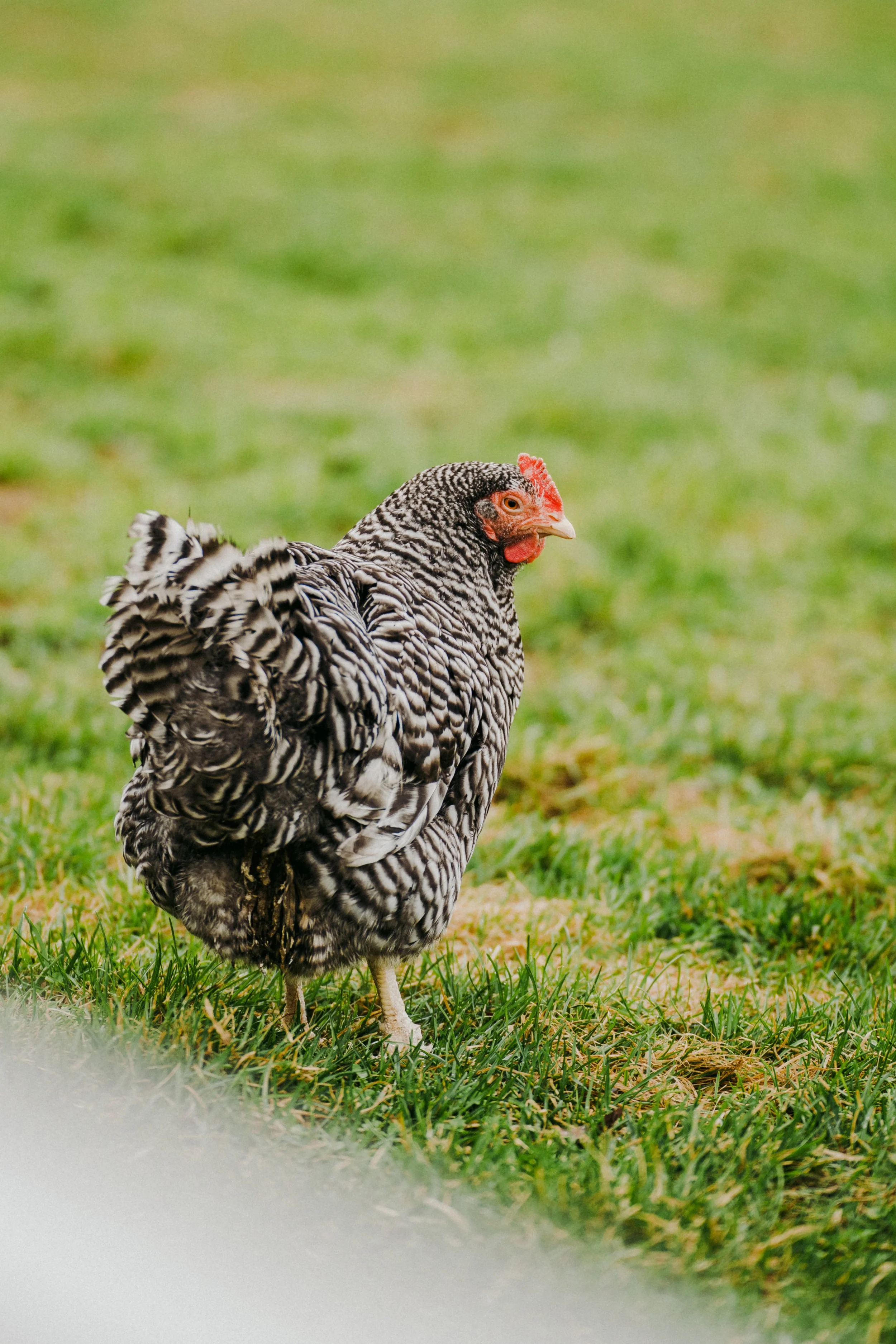 230424_Au Gite des oies (42)-Modifier.jpg