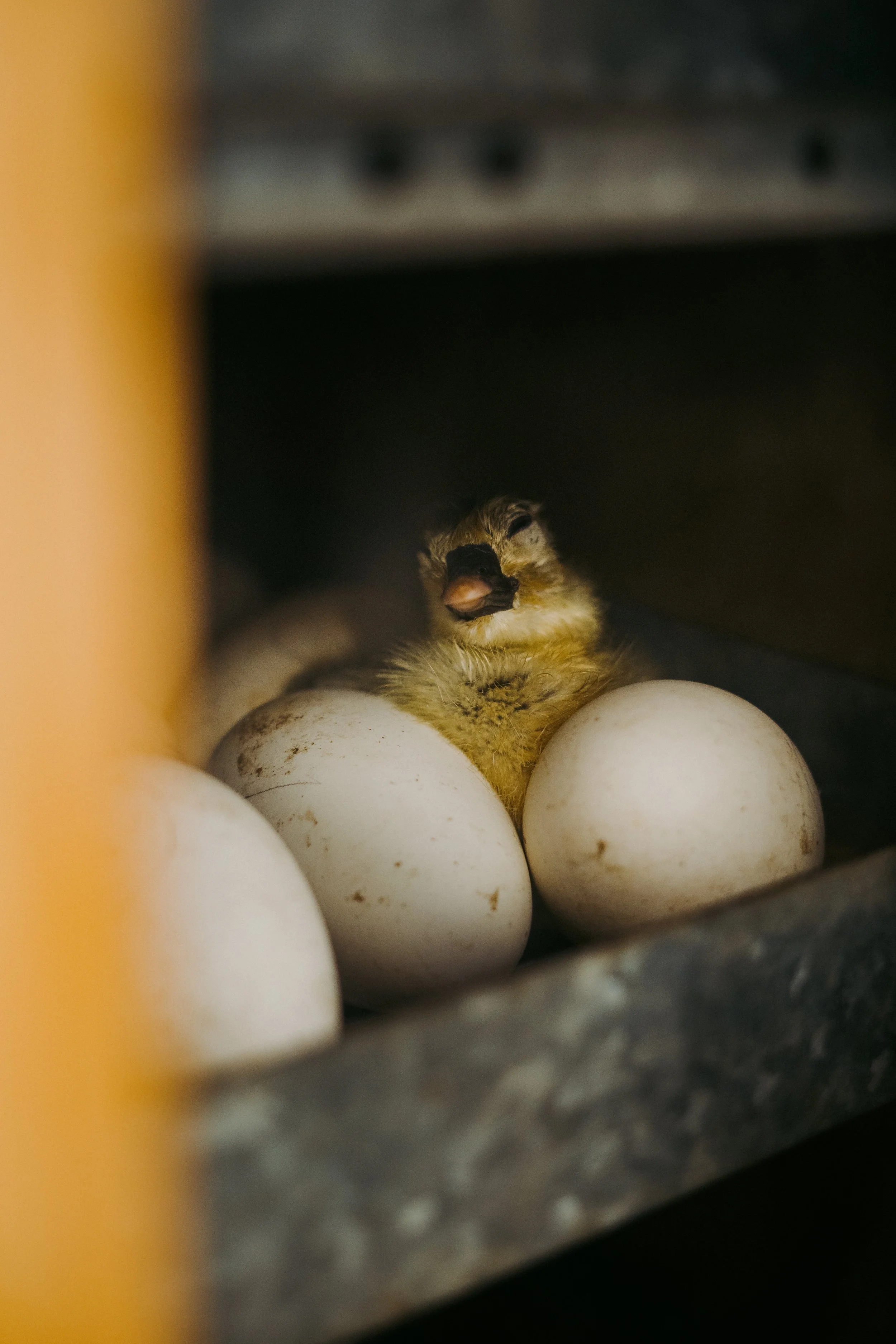 230411_au gite des Oies (6).jpg