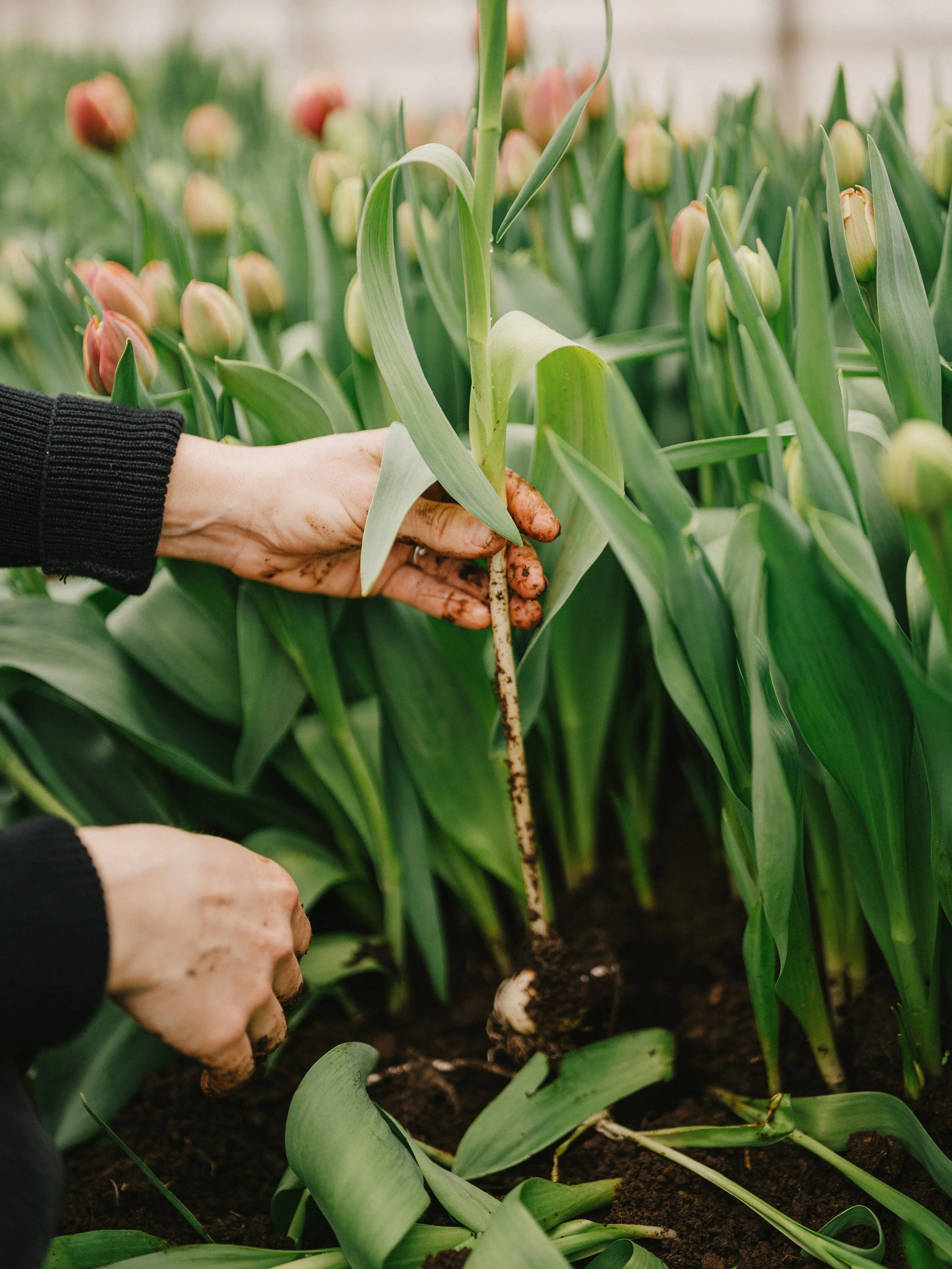 250418_Jardins ETC (342).jpg