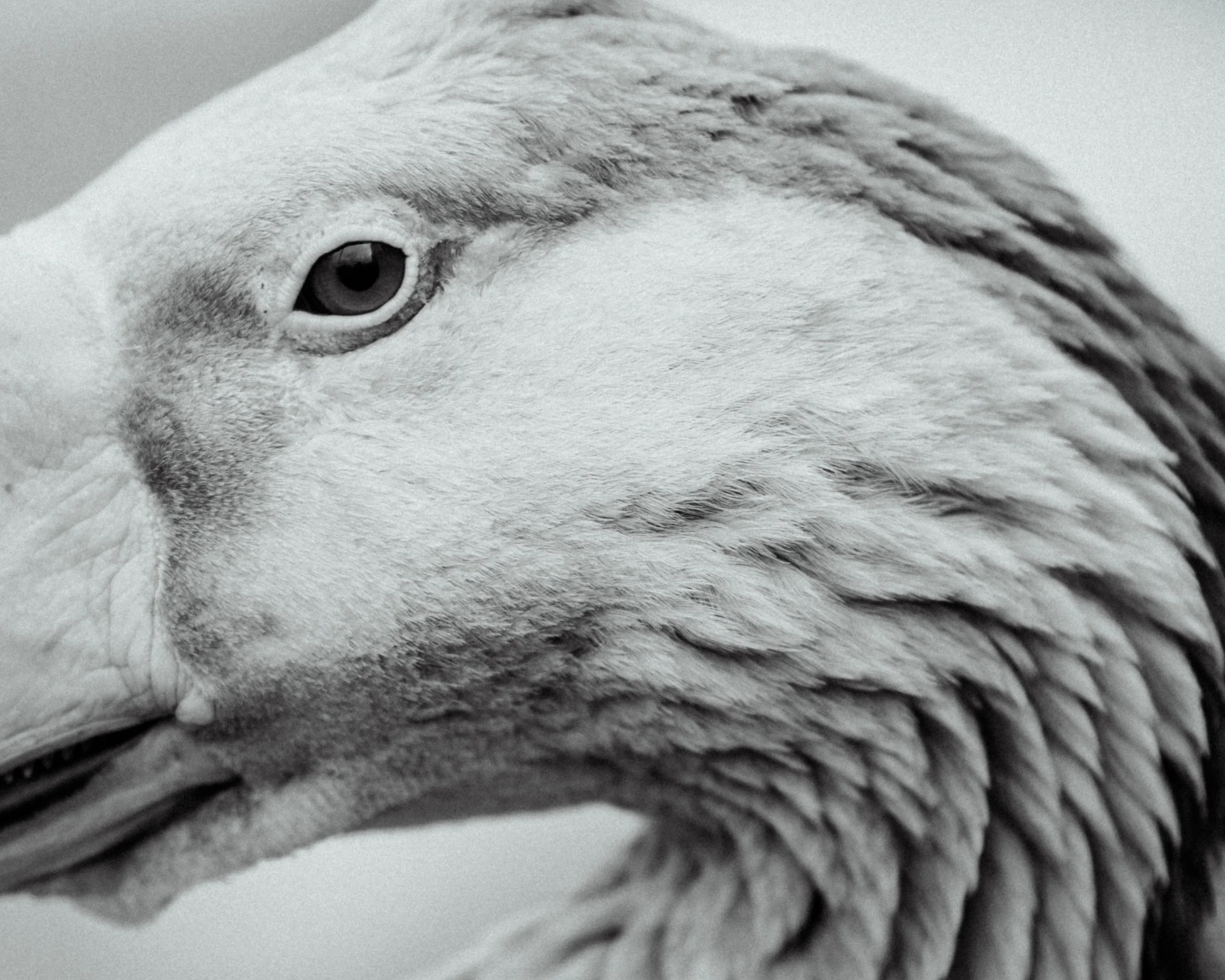 230424_Au Gite des oies (80)-Modifier.jpg