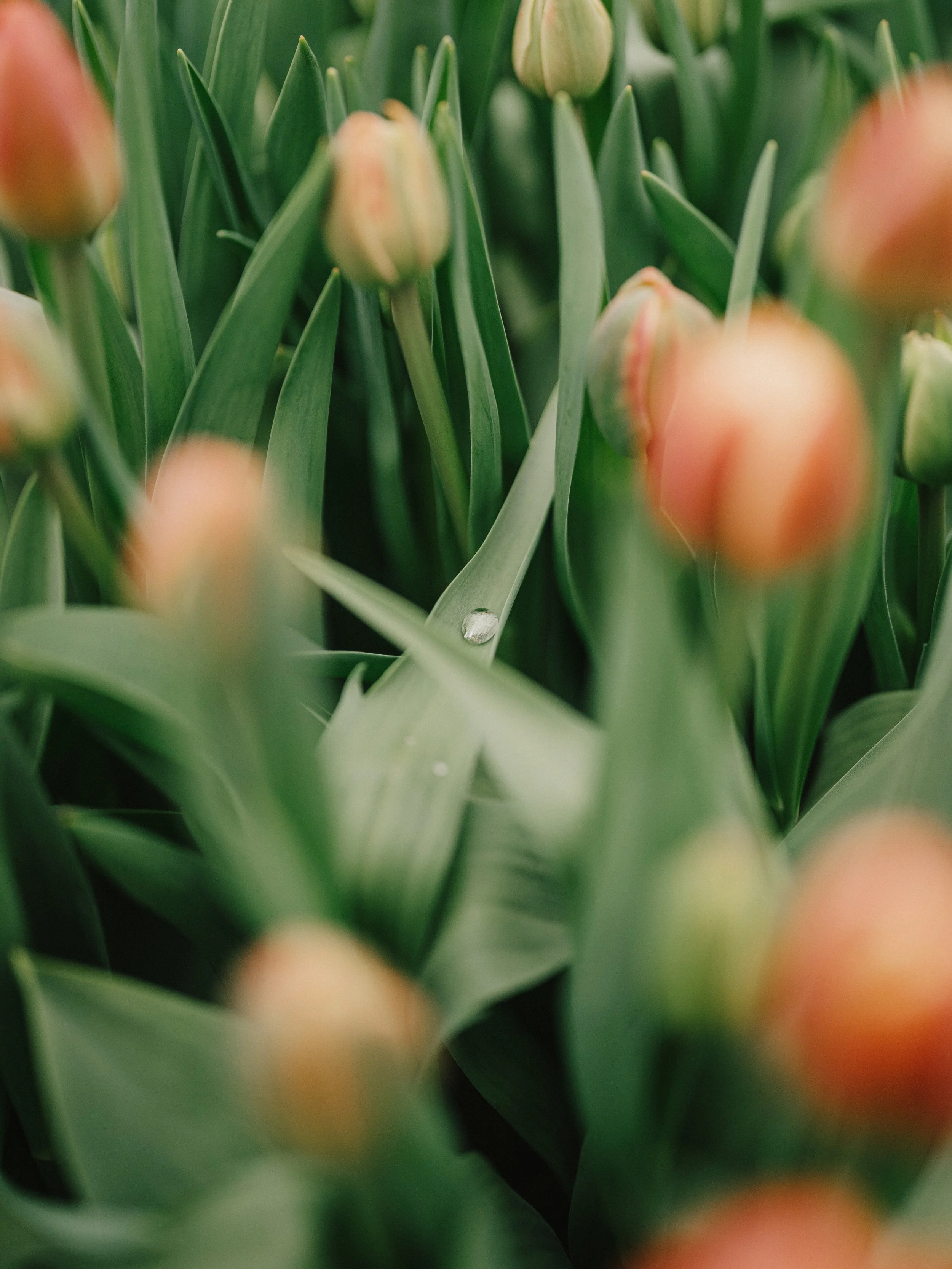 250418_Jardins ETC (272).jpg