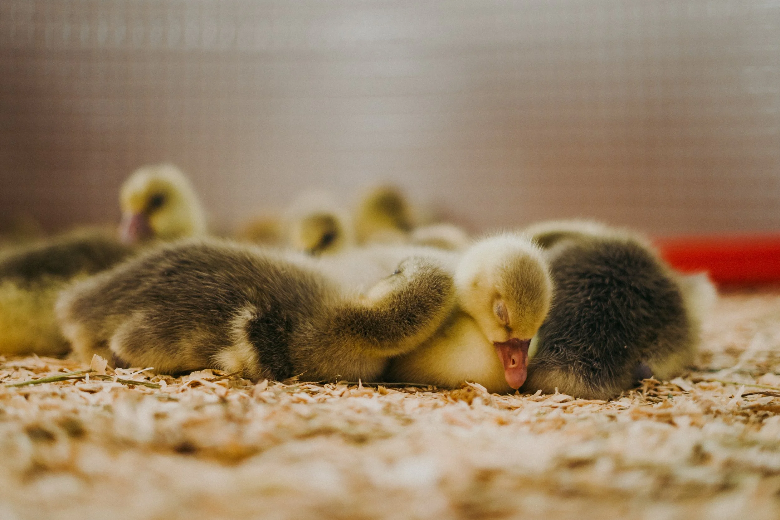 230411_au gite des Oies (29).jpg