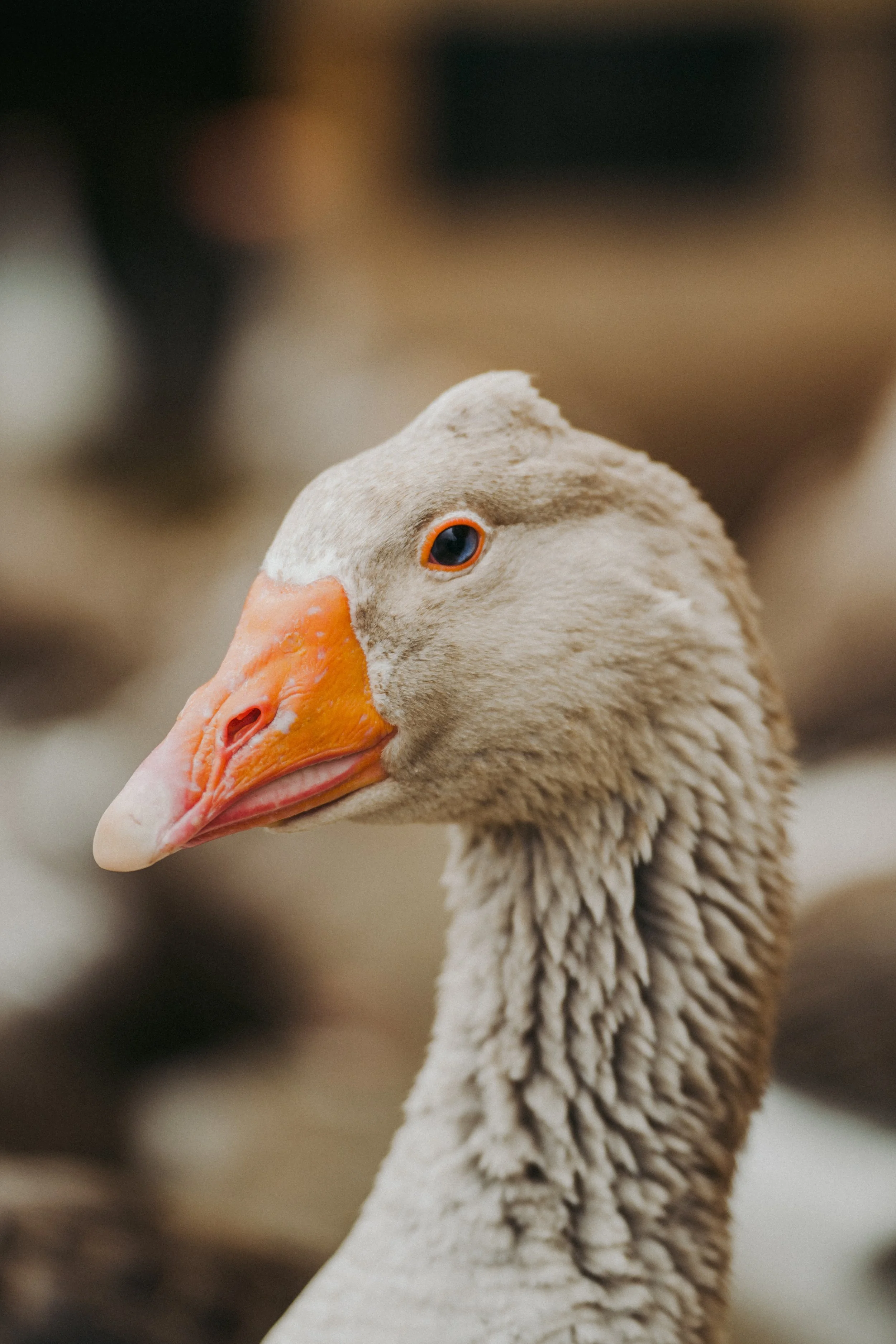 230424_Au Gite des oies (123).jpg