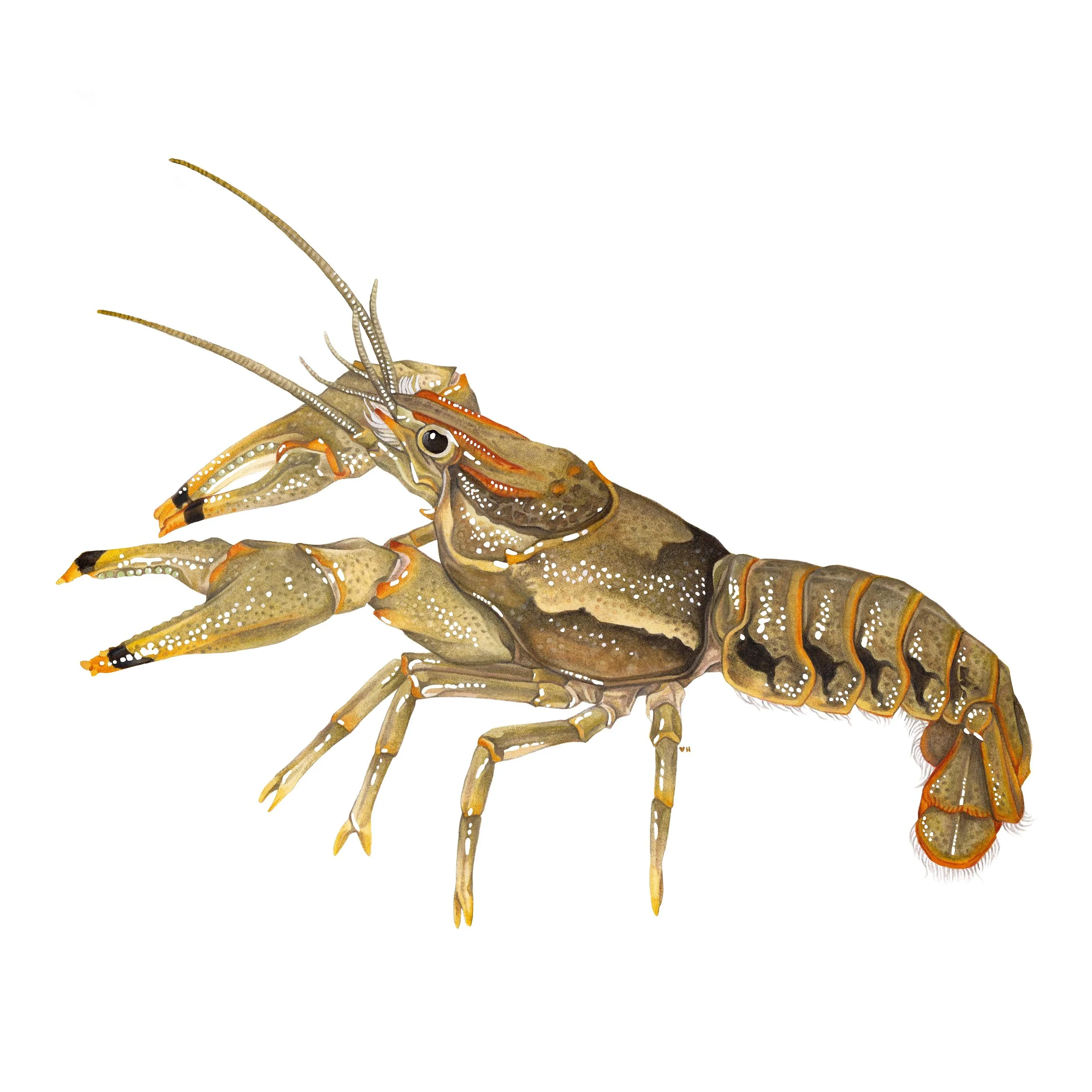 Ringed crayfish (Faxonius neglectus) / watercolor, gouache, and colored pencil on paper / 2026