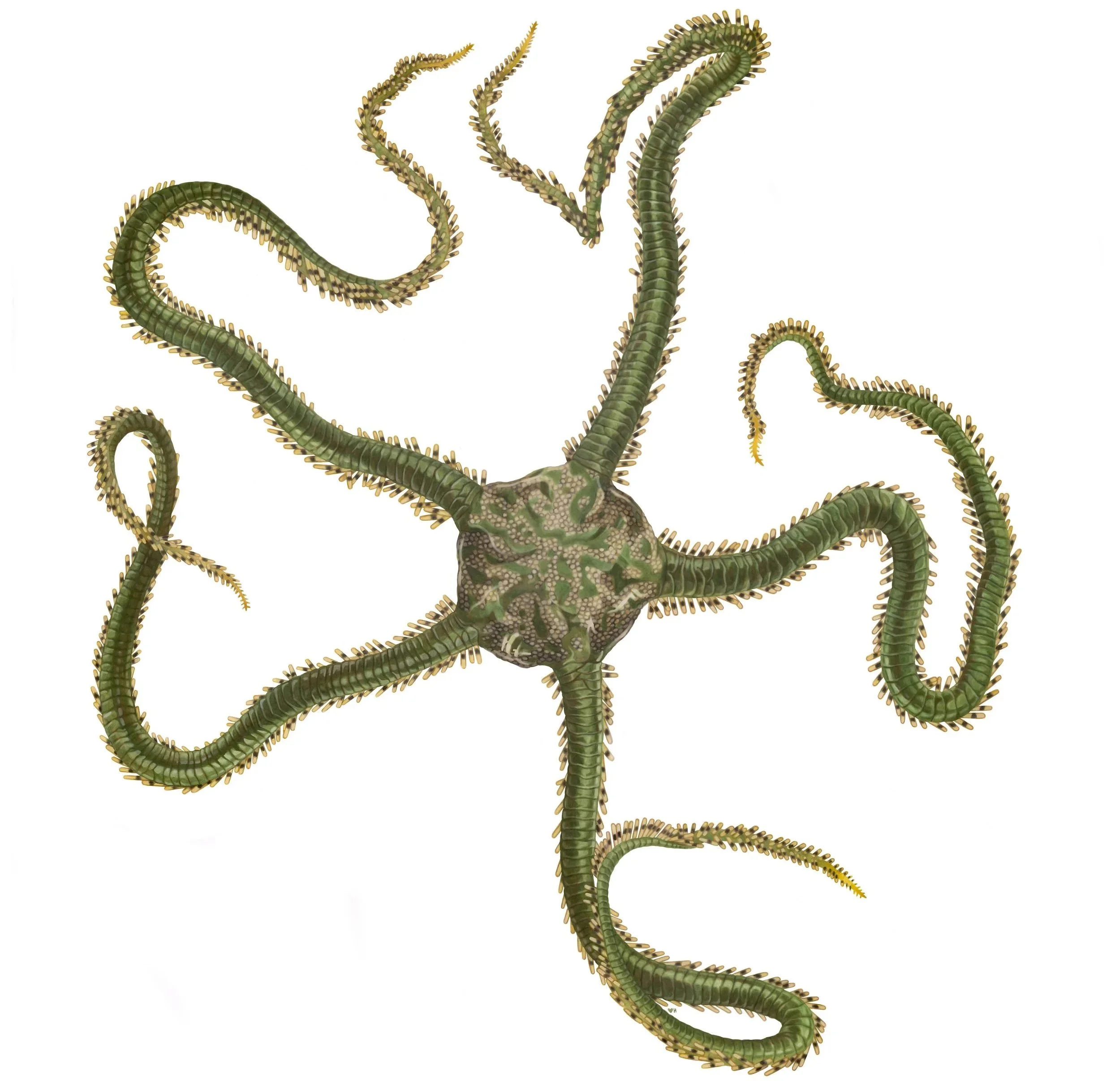 Green brittle star (Ophiarachna incrassata) / colored pencil on 9x12 Duralar film / 2026