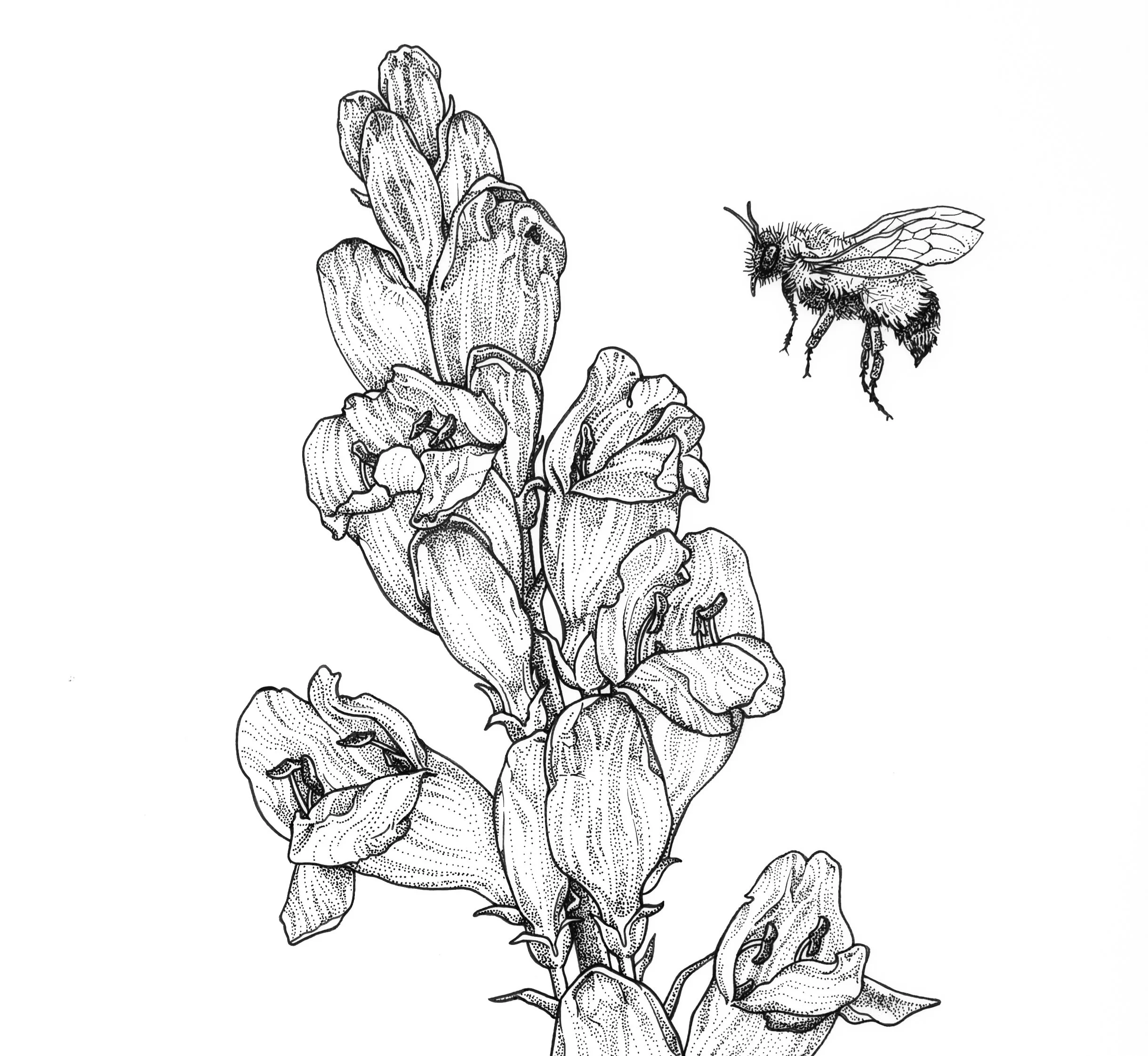 Rocky Mountain Penstemon / pen on 11x14 Duralar / This plate features stippled illustrations of the rocky mountain penstemon (Penstemon strictus) in its growth habit and in various dissections, with diagrams labeling anatomical features of the plant.