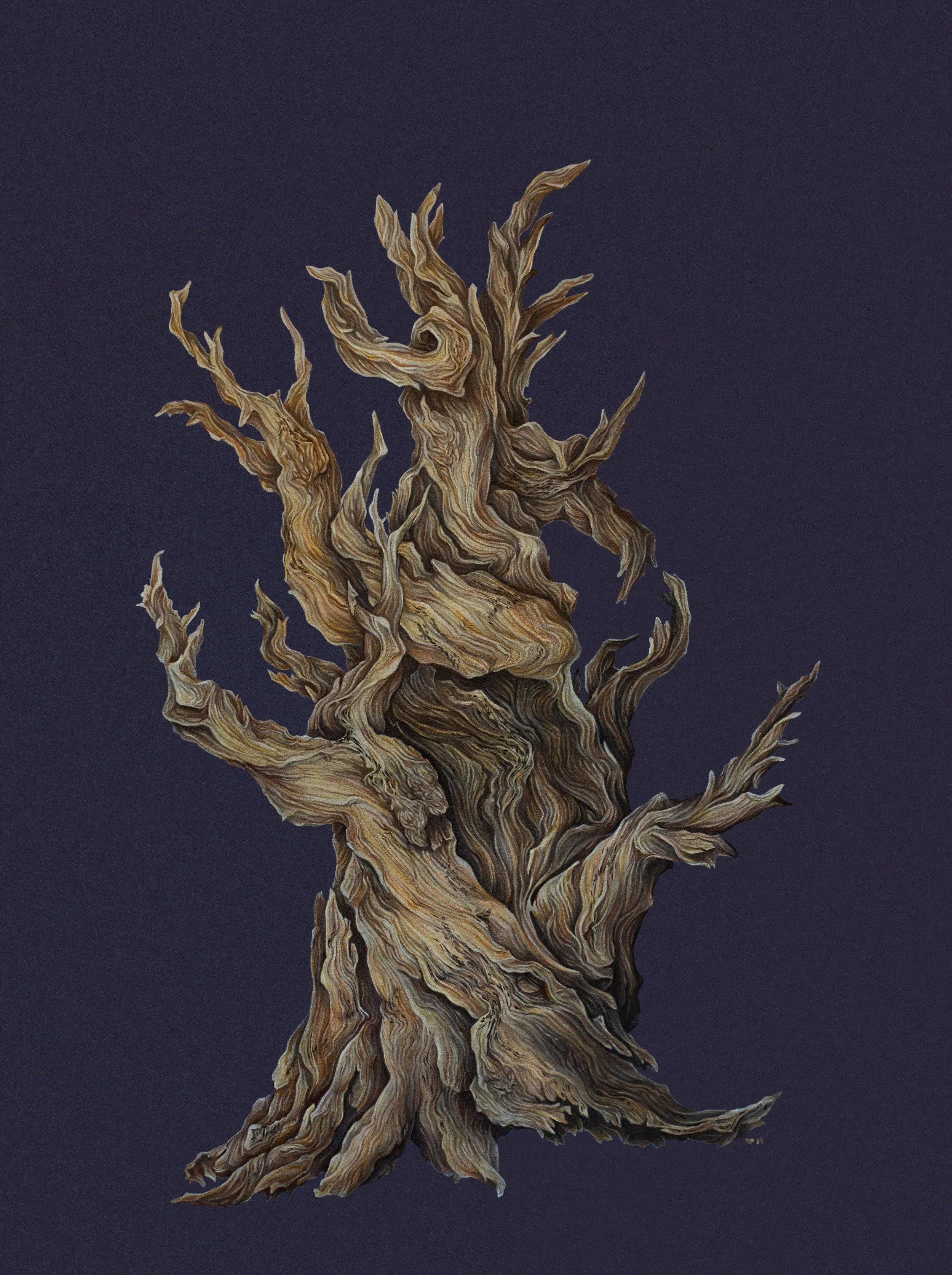 Great Basin Bristlecone Pine / colored pencil on 12x16 deep blue toned paper / 2023 / This piece features a bare but living bristlecone pine tree, rendered in ochres, greys, and browns. It was shown at the Van Der Plas Gallery in New York City in May
