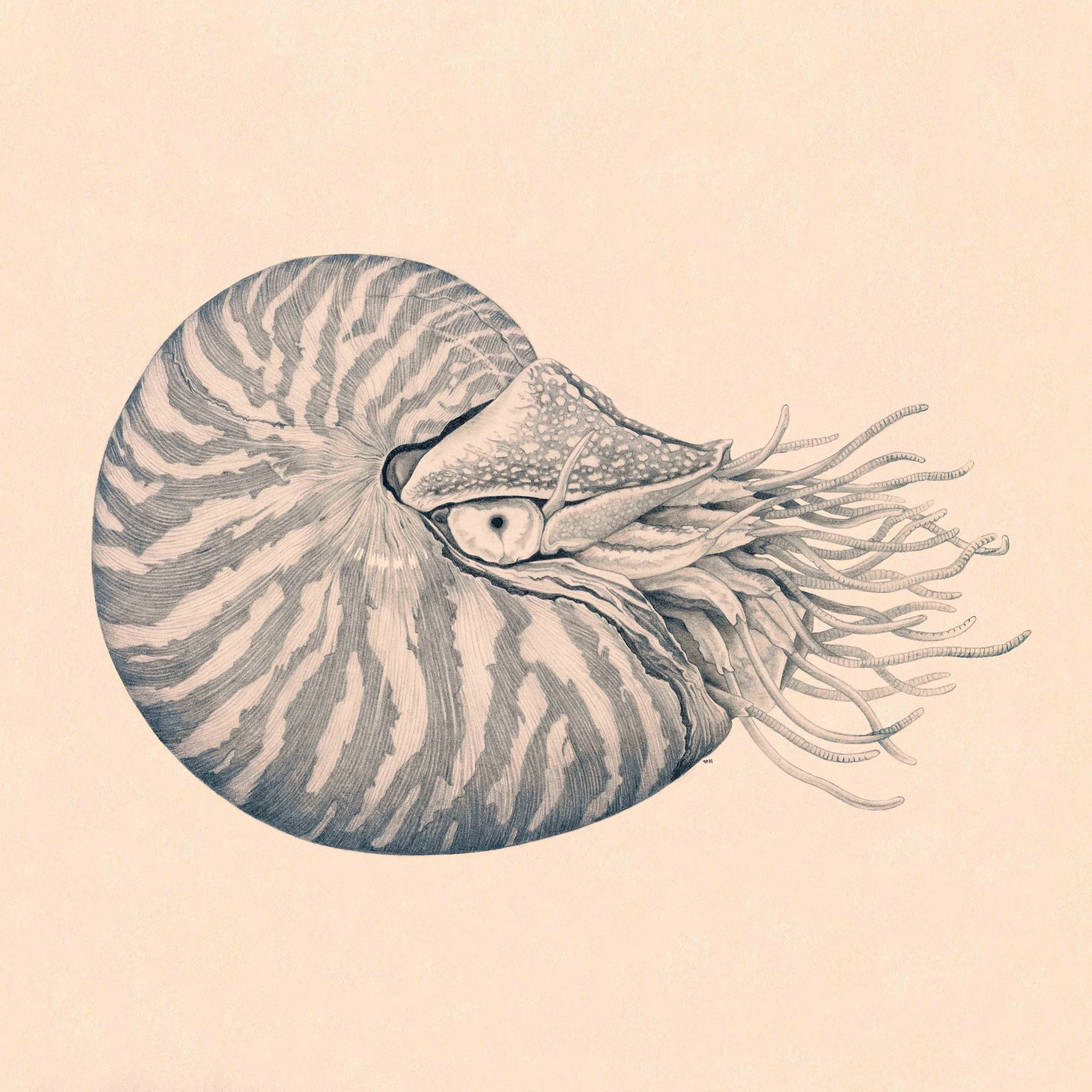 Chambered nautilus (Nautilus pompilius) / graphite on paper / 2026