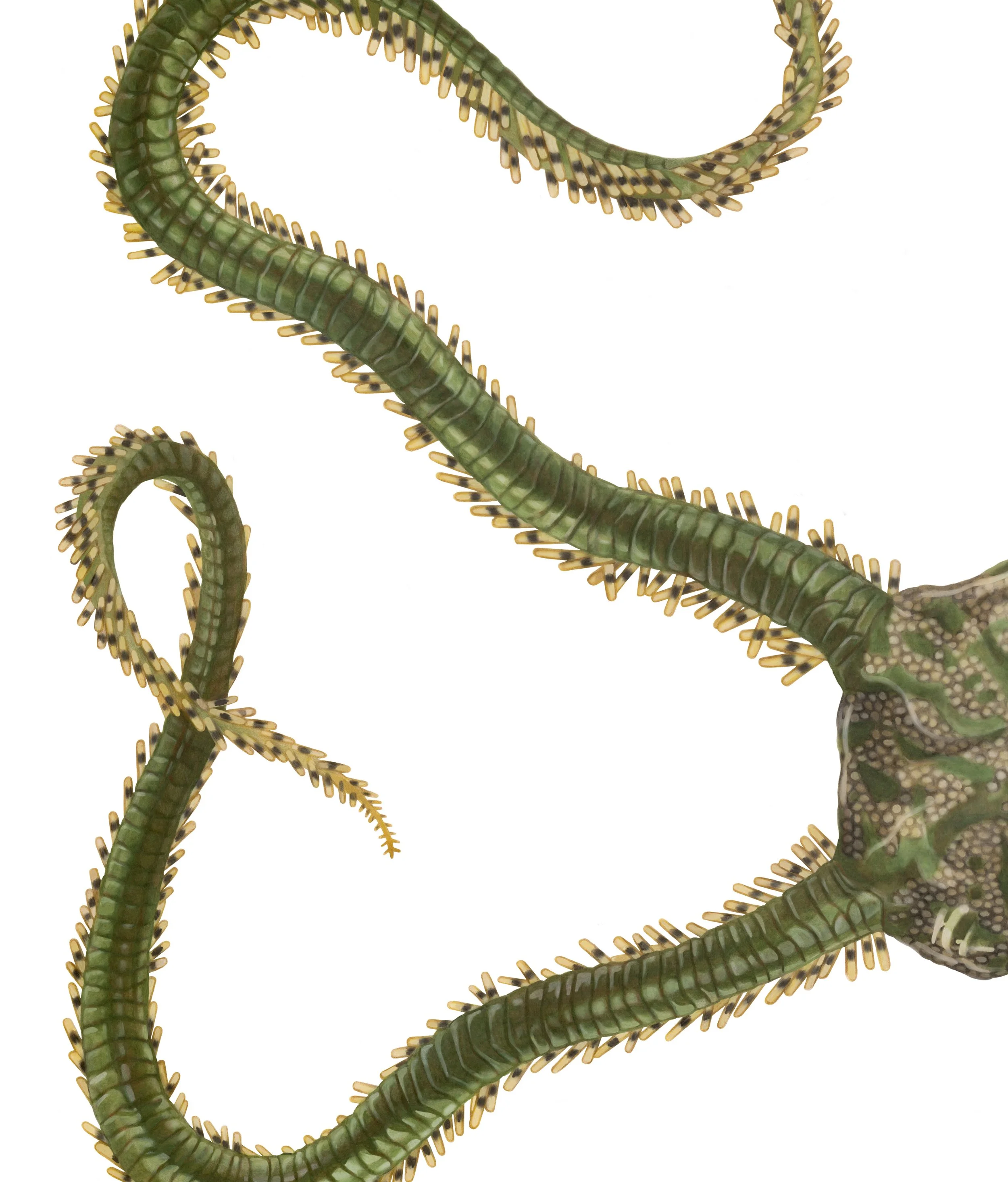 Green brittle star (Ophiarachna incrassata) / colored pencil on 9x12 Duralar film / 2026