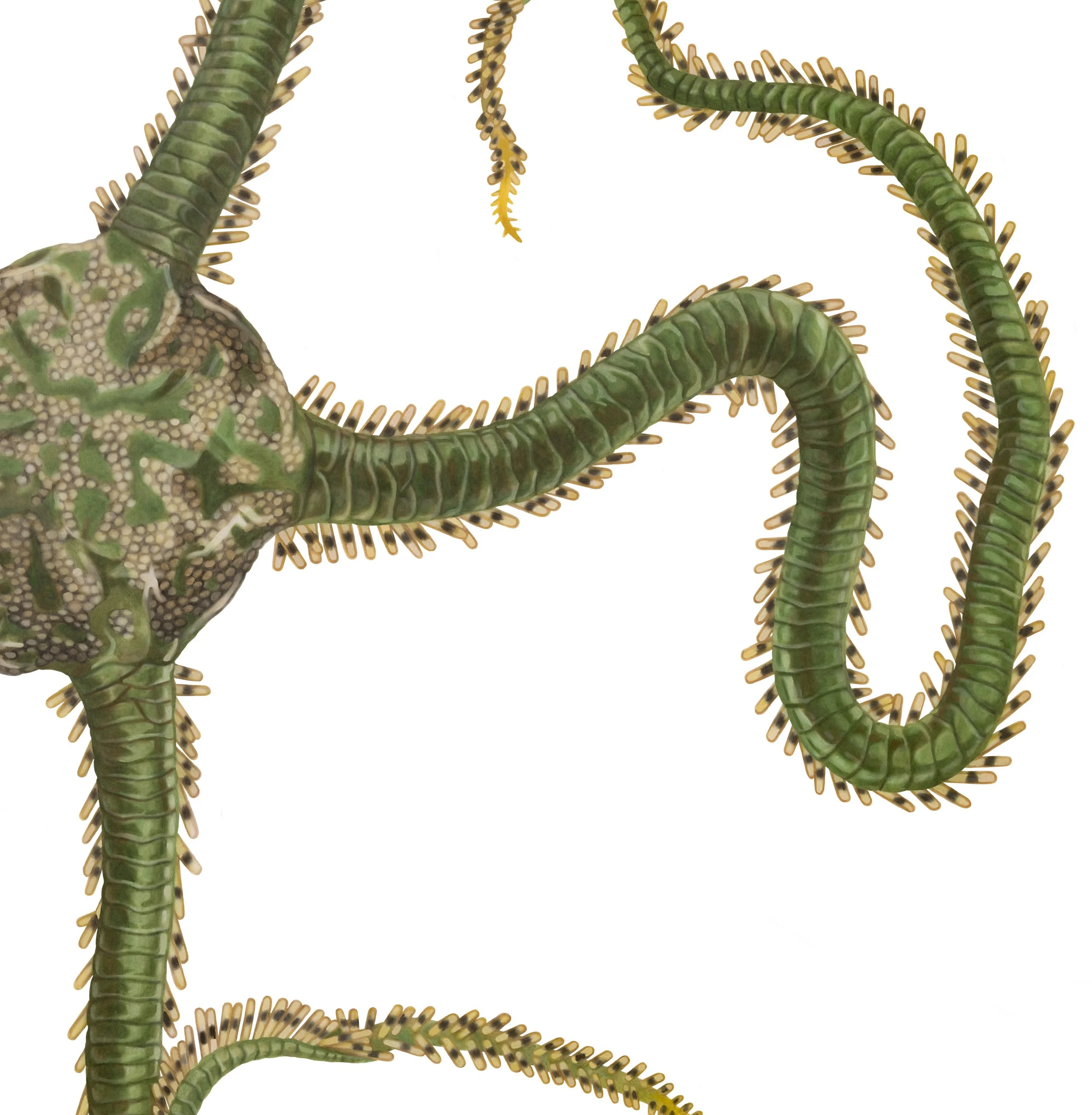 Green brittle star (Ophiarachna incrassata) / colored pencil on 9x12 Duralar film / 2026