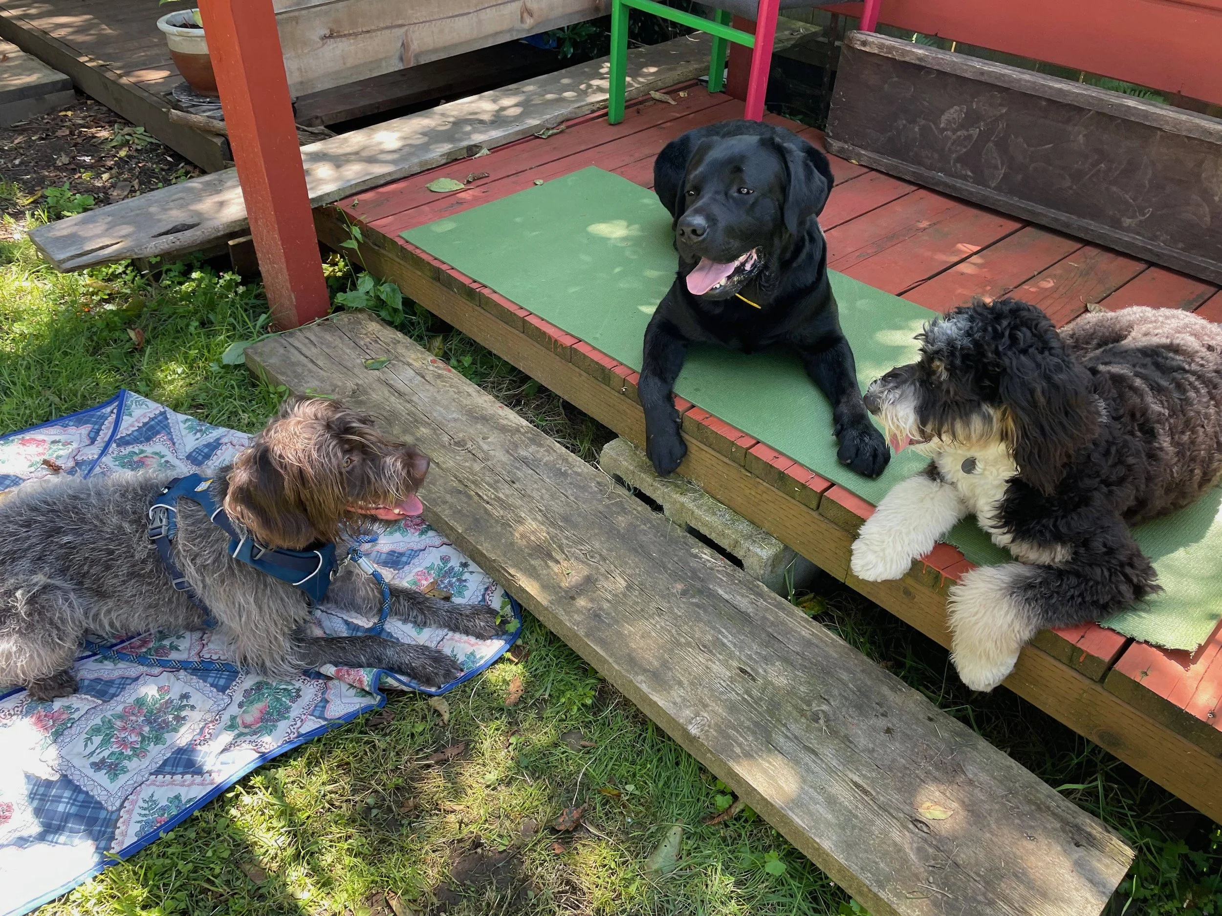 how GHK9 training works