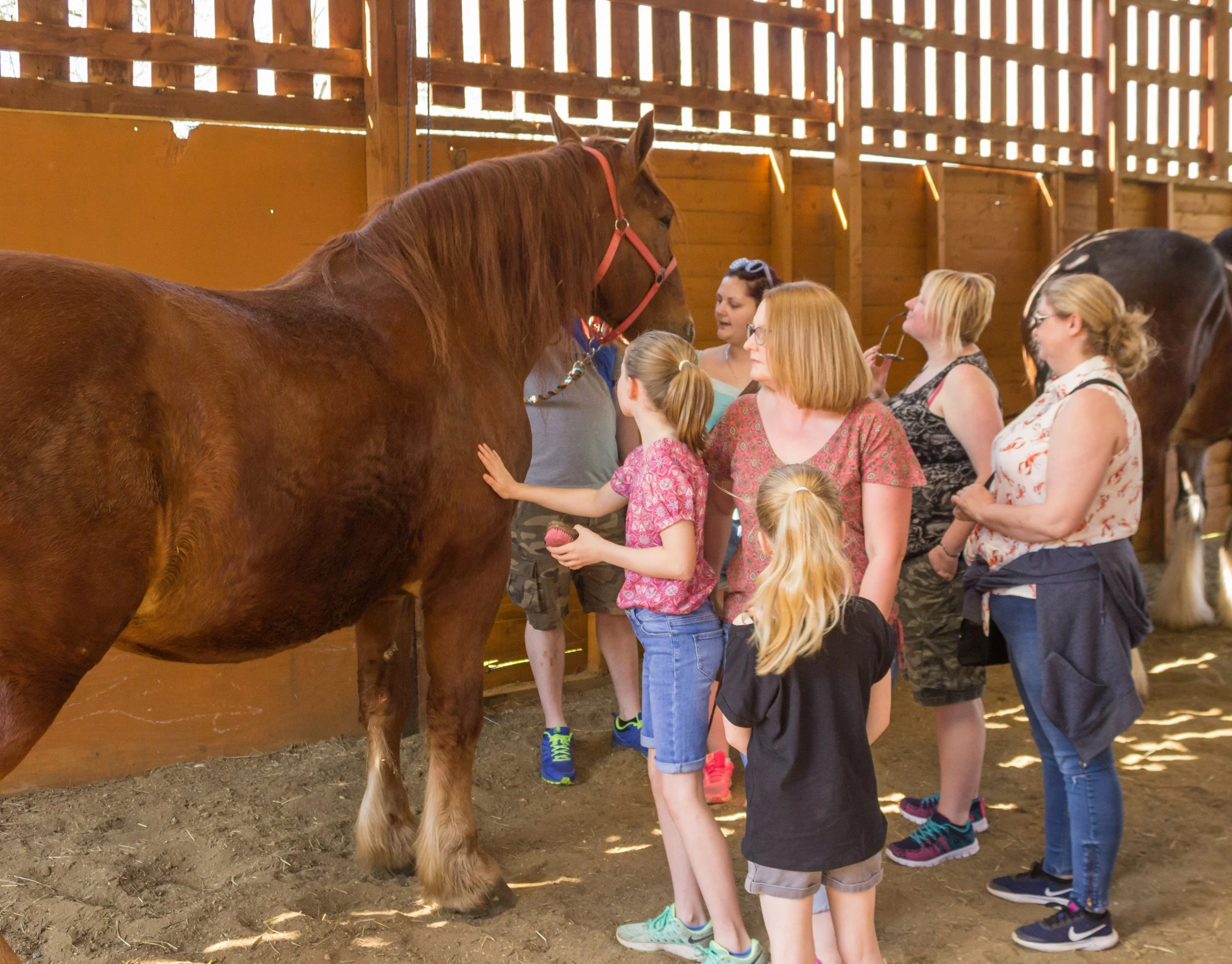 Visit Our Animals For Unique Animal Handling Experiences Northcote