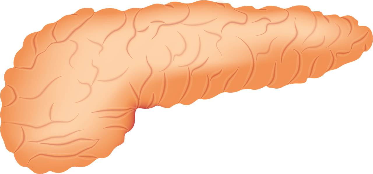 pancreas-2934621_1280.png
